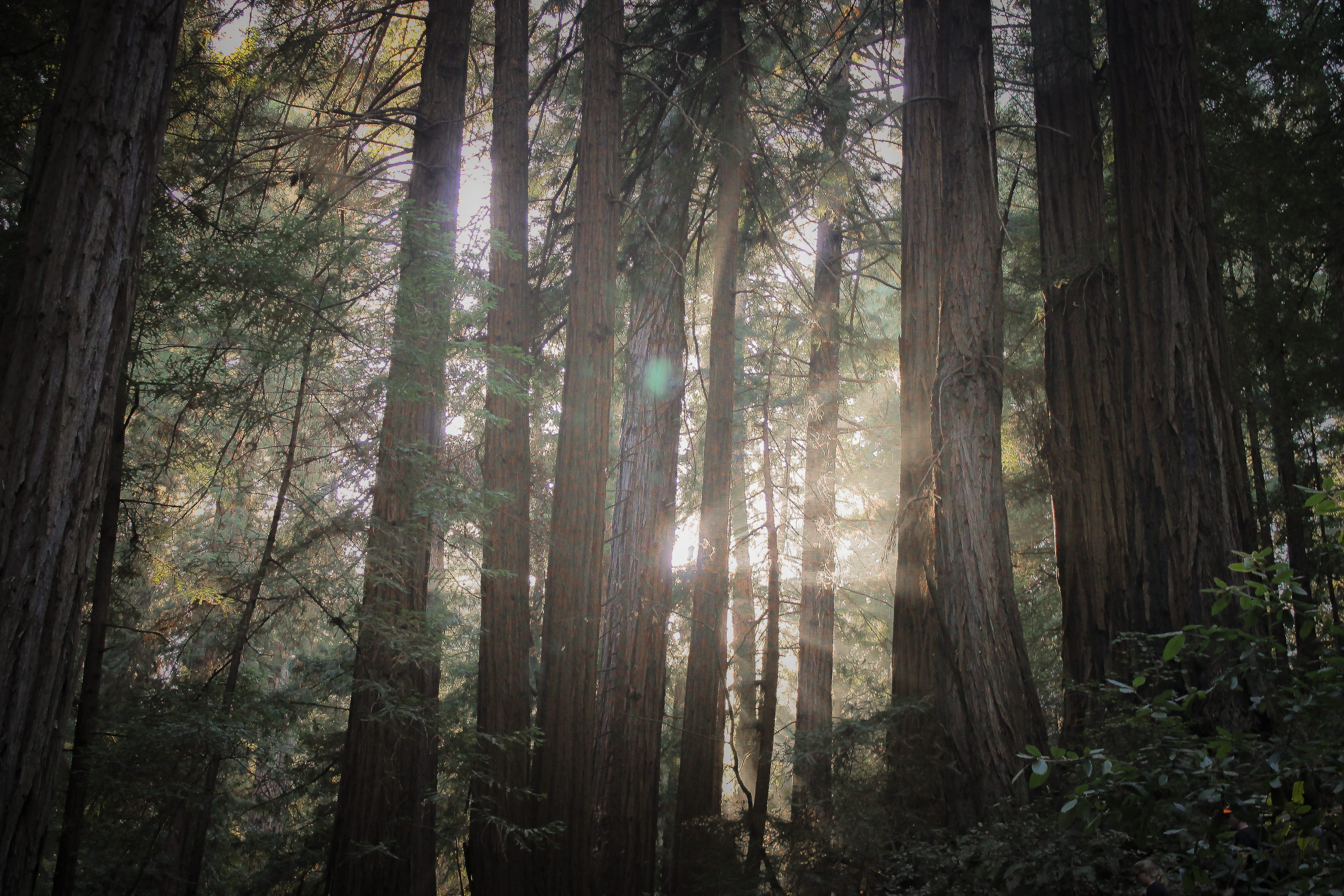 scenics - nature, redwood, trunk, non-urban scene, woods, tranquility, light, muir woods, trees, tree, no people, environment, outdoors, shadows, nature, HD Wallpaper