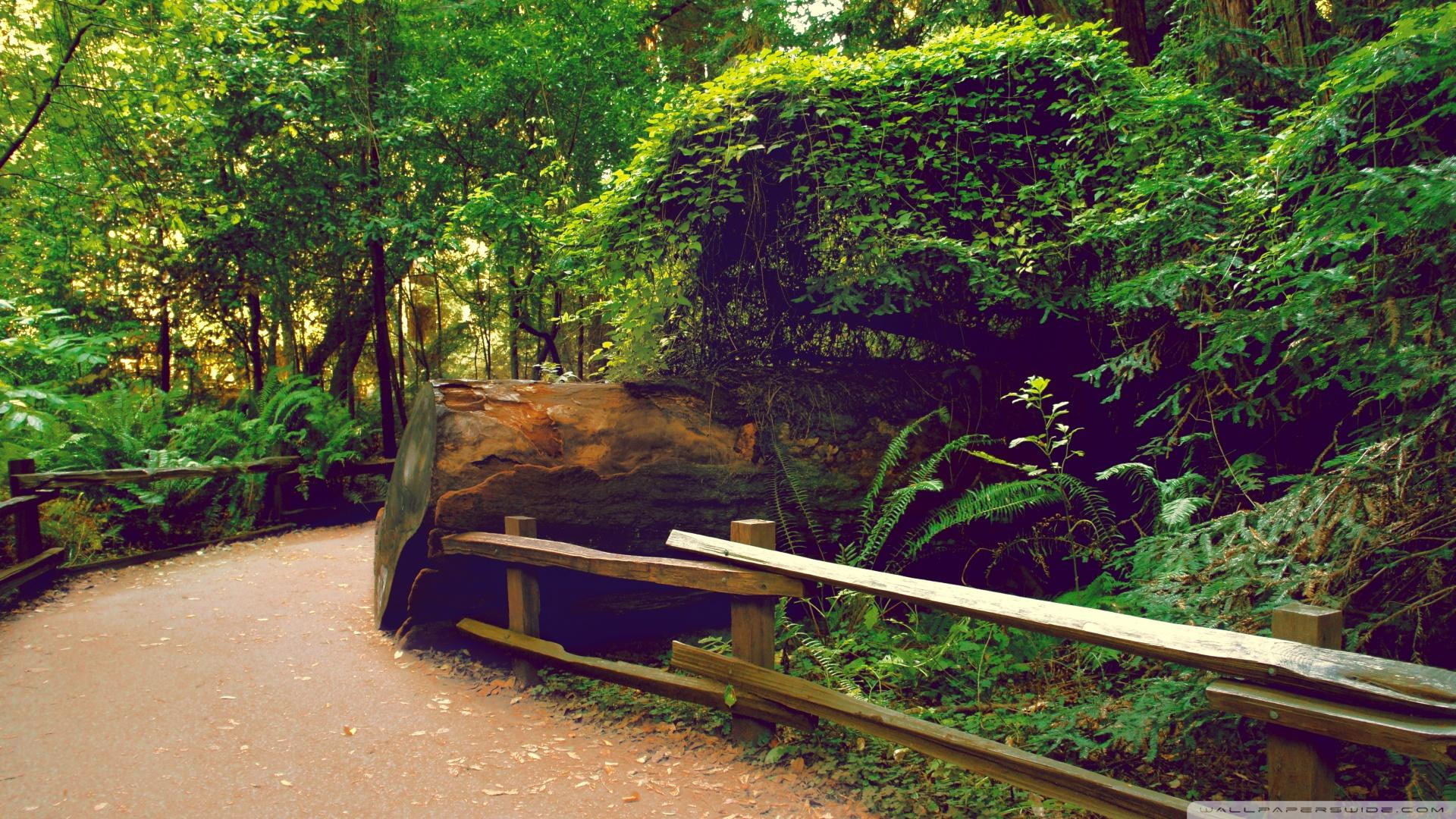 forest, path, fence, plant, green, 1080P, rails, brown, nature and landscapes, woods, leaf, wooden, muir, HD Wallpaper
