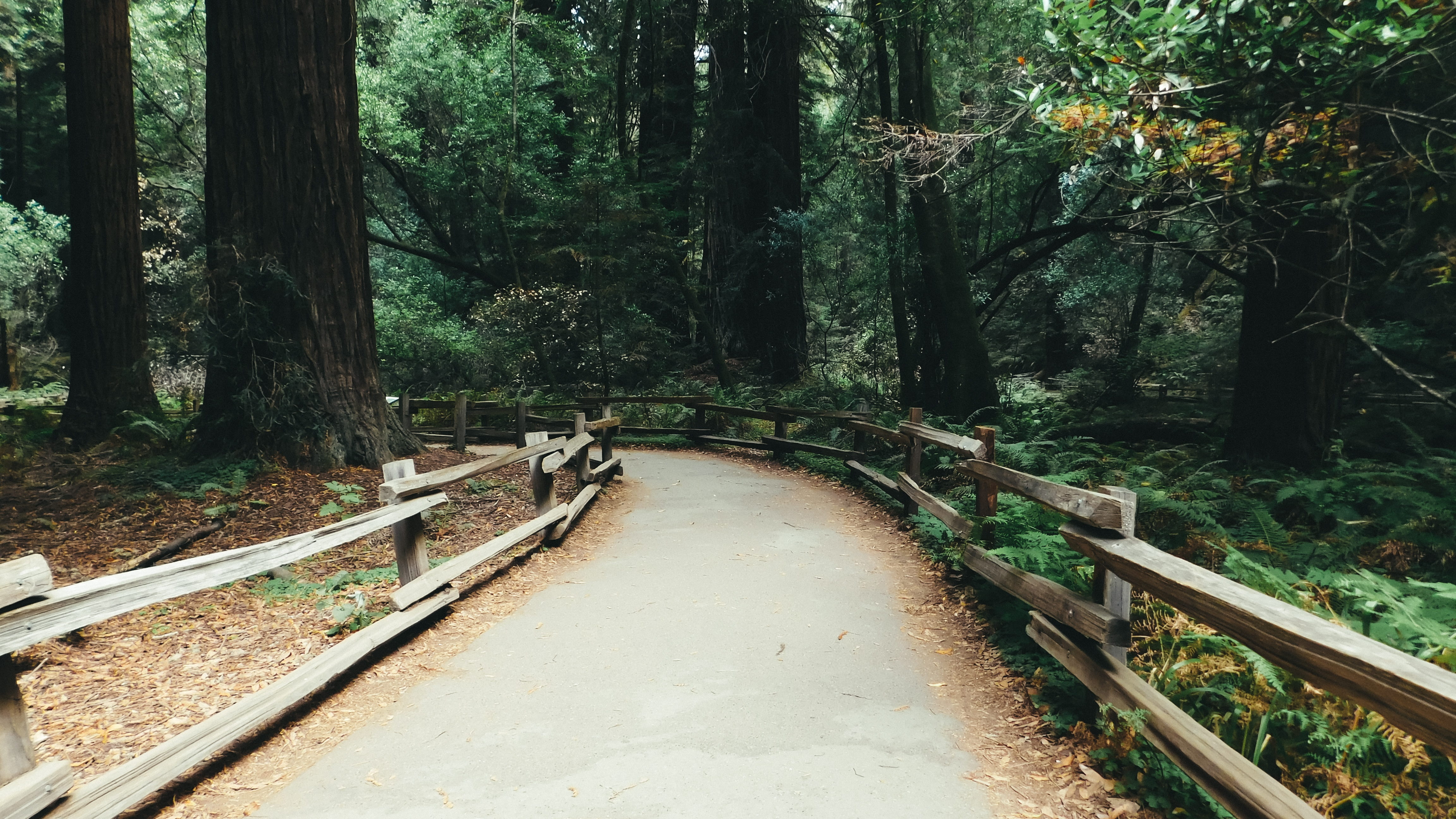 diminishing perspective, track, scenic, tranquility, plant, day, connection, tree, 4K, forest, trunk, tree trunk, trail, growth, railing, direction, travel, HD Wallpaper
