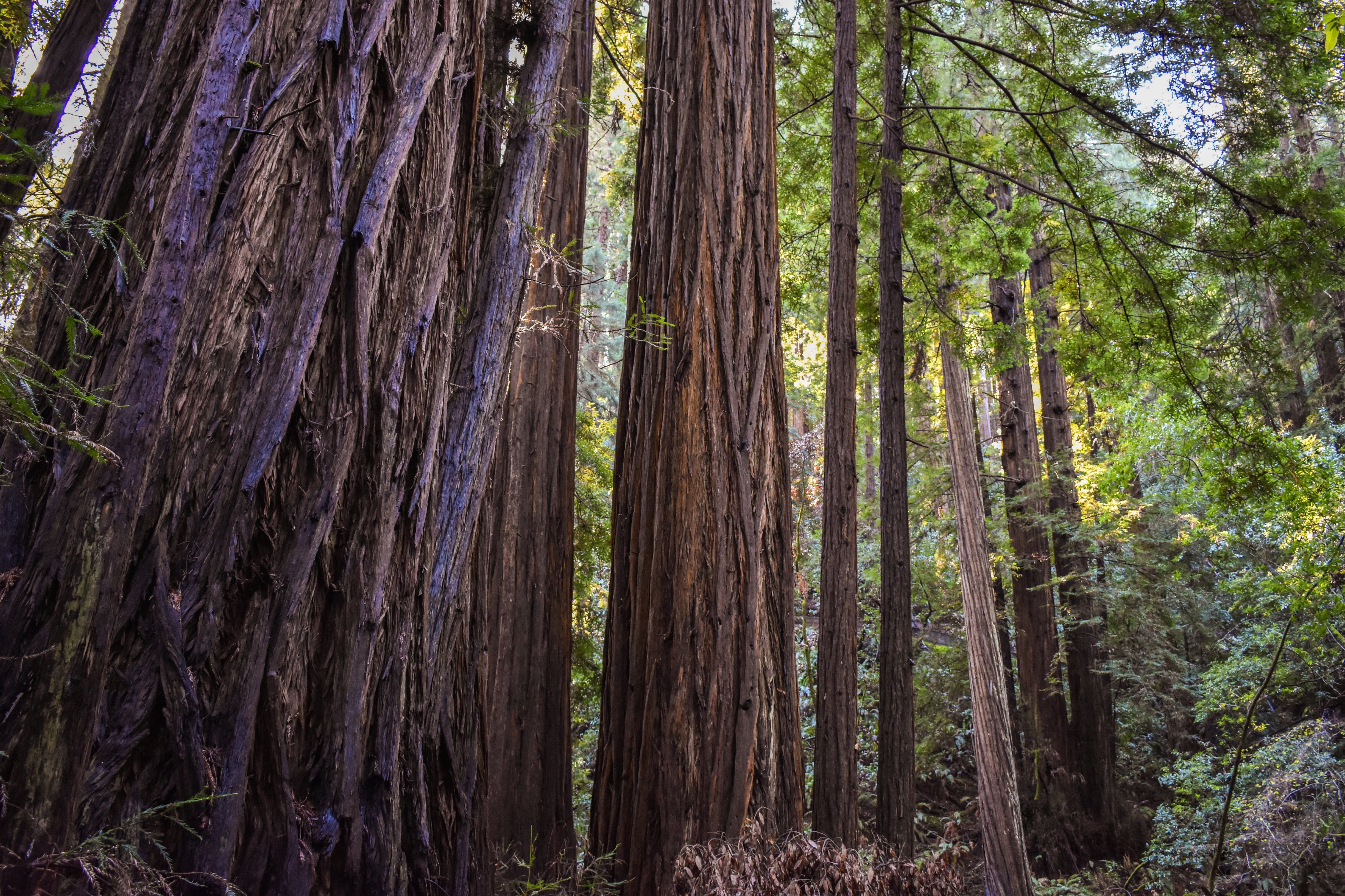 no people, tree trunk, bamboo - plant, redwood, jungle, flare, nature, land, coniferous tree, outdoors, adventure, pine woodland, plant, leisure activities, HD Wallpaper