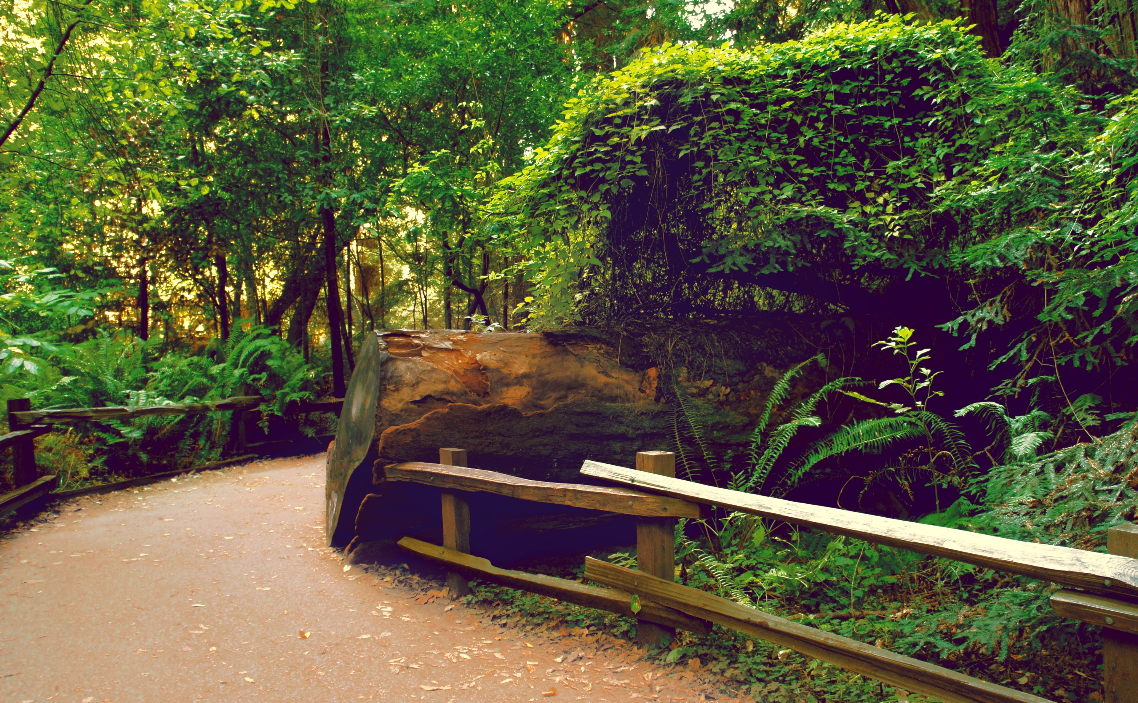 growth, wood - material, green, no people, plant, tranquility, Forests, footpath, United States/California, forest, Nature, green color, direction, tranquil scene, HD Wallpaper