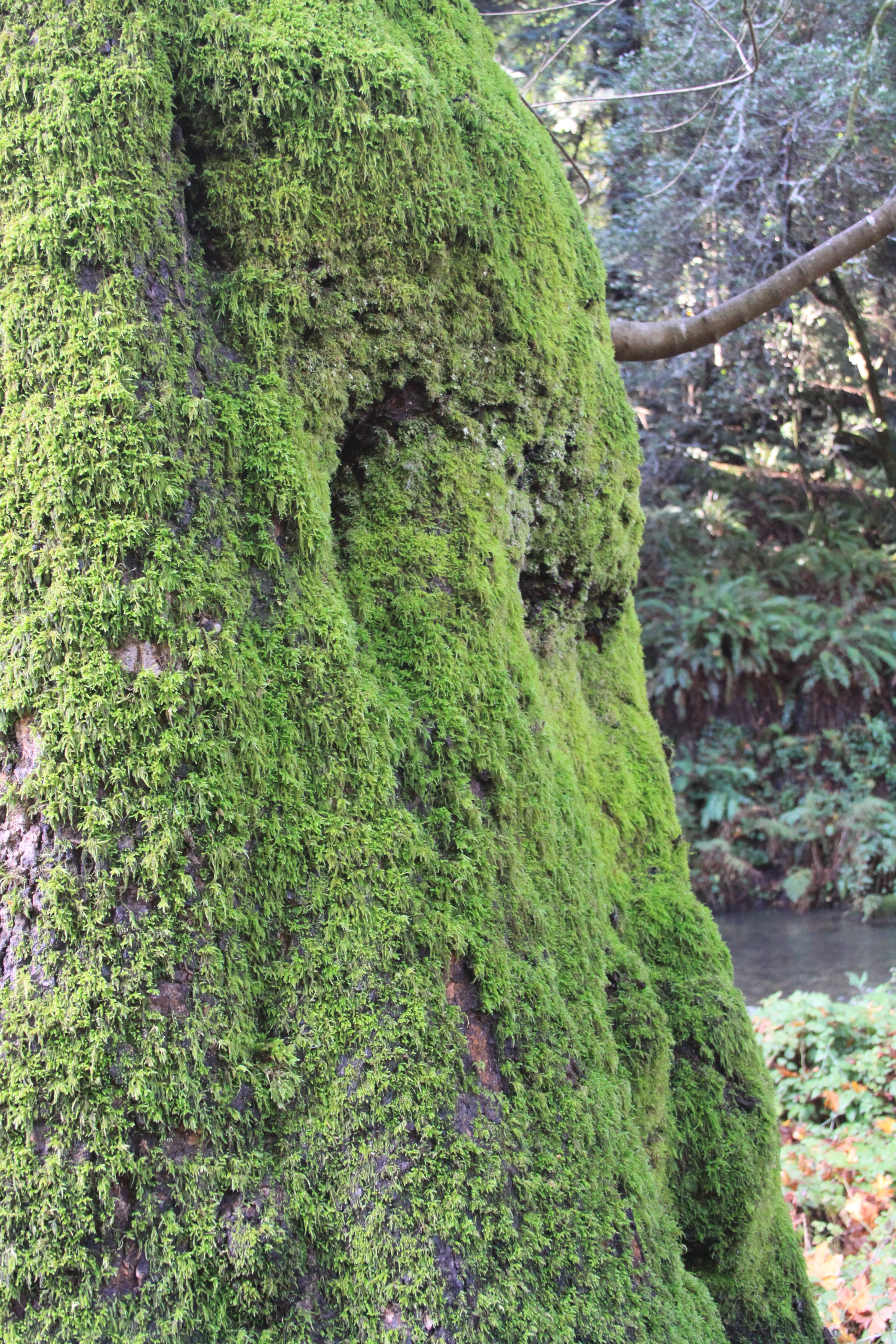 national, day, park, california, focus on foreground, green color, foliage, trunk, outdoors, lush, tree trunk, muir woods, tree, nature, wood, muir, bark, Phone HD Wallpaper
