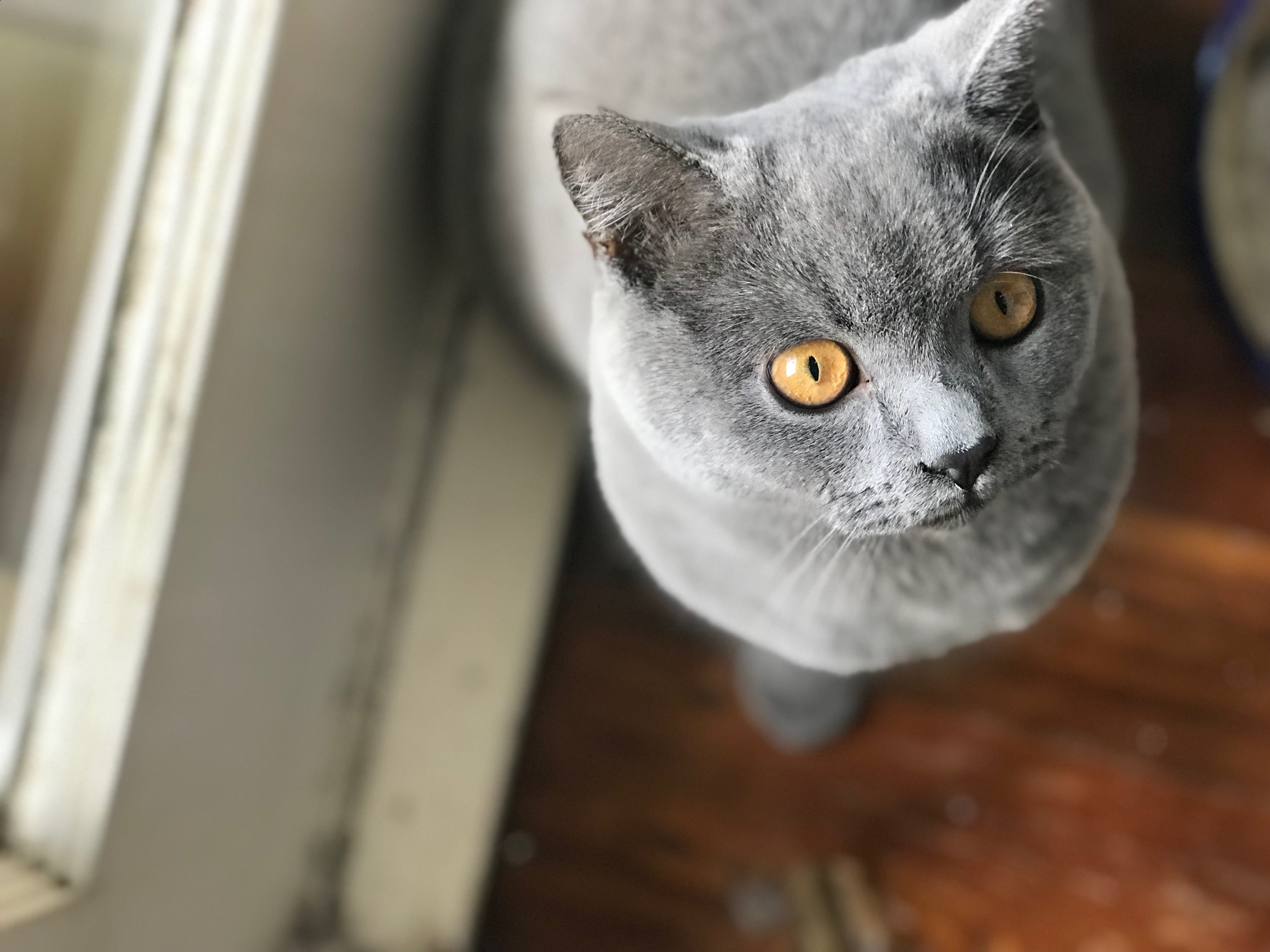 gold eyes, looking at camera, 26 muir st, high angle view, animal, mammal, angora, animal head, animals, siamese, domestic cat, labrador, animal body part, HD Wallpaper