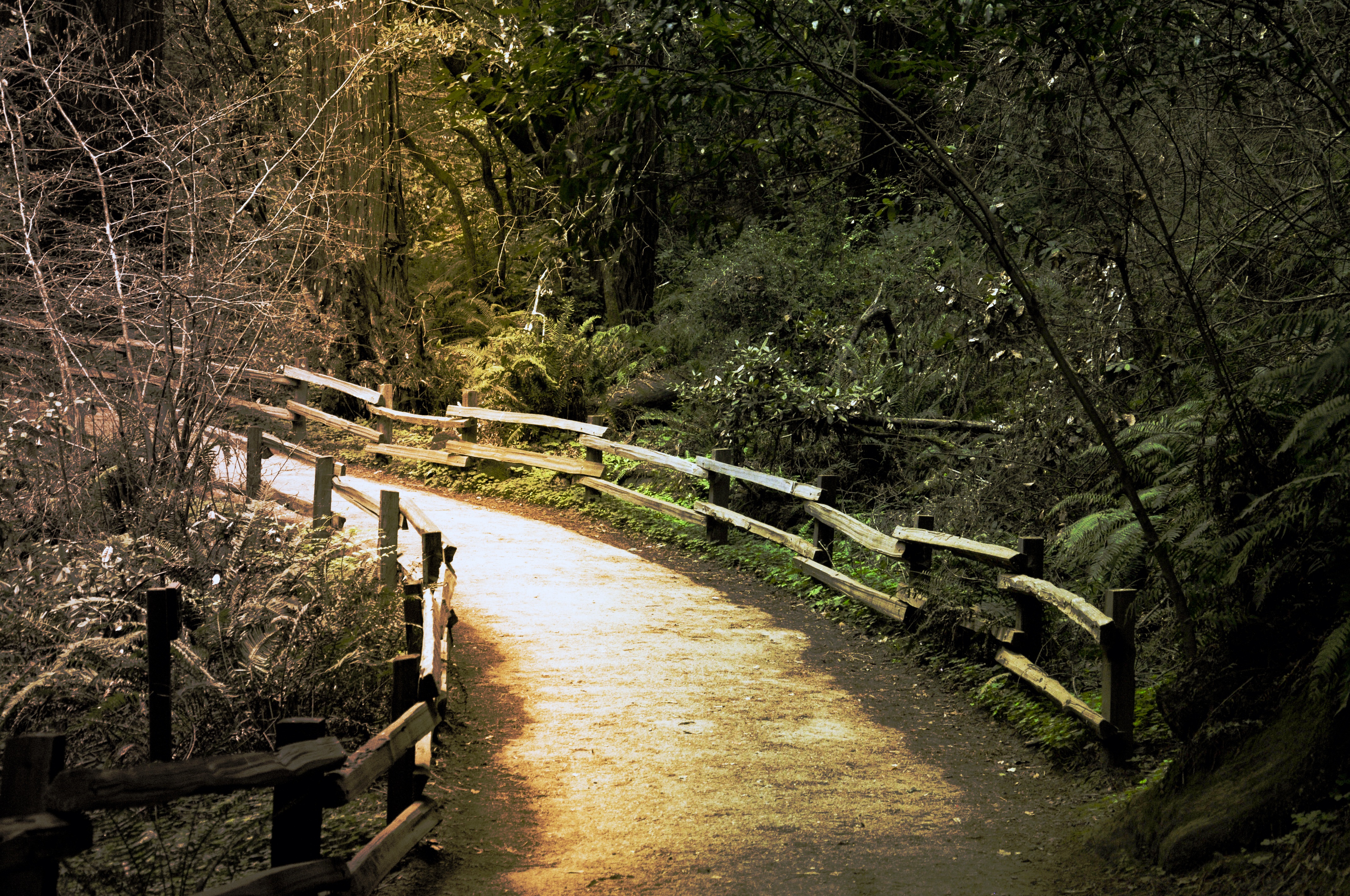 trail, woods, 4K, the way forward, built structure, direction, gray, railing, no people, nature, day, outdoors, pathway, footpath, northern california, HD Wallpaper