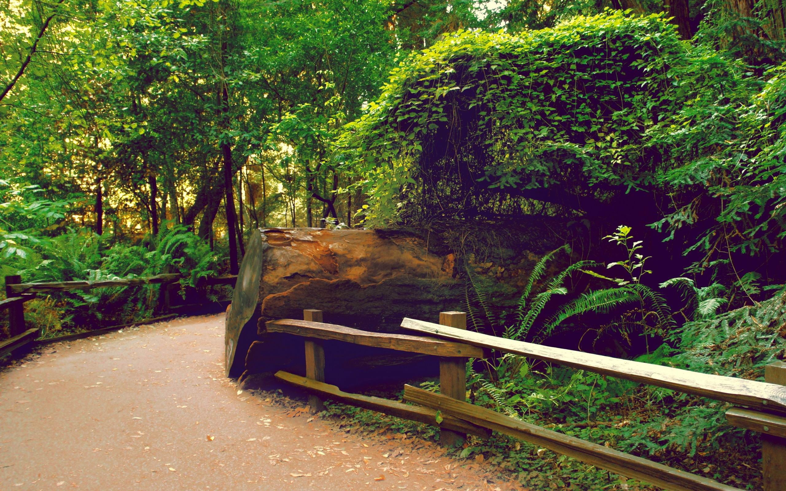 day, lush foliage, beauty in nature, woods, sunlight, land, growth, trees, seat, tranquility, park bench, no people, green color, outdoors, 2K, HD Wallpaper
