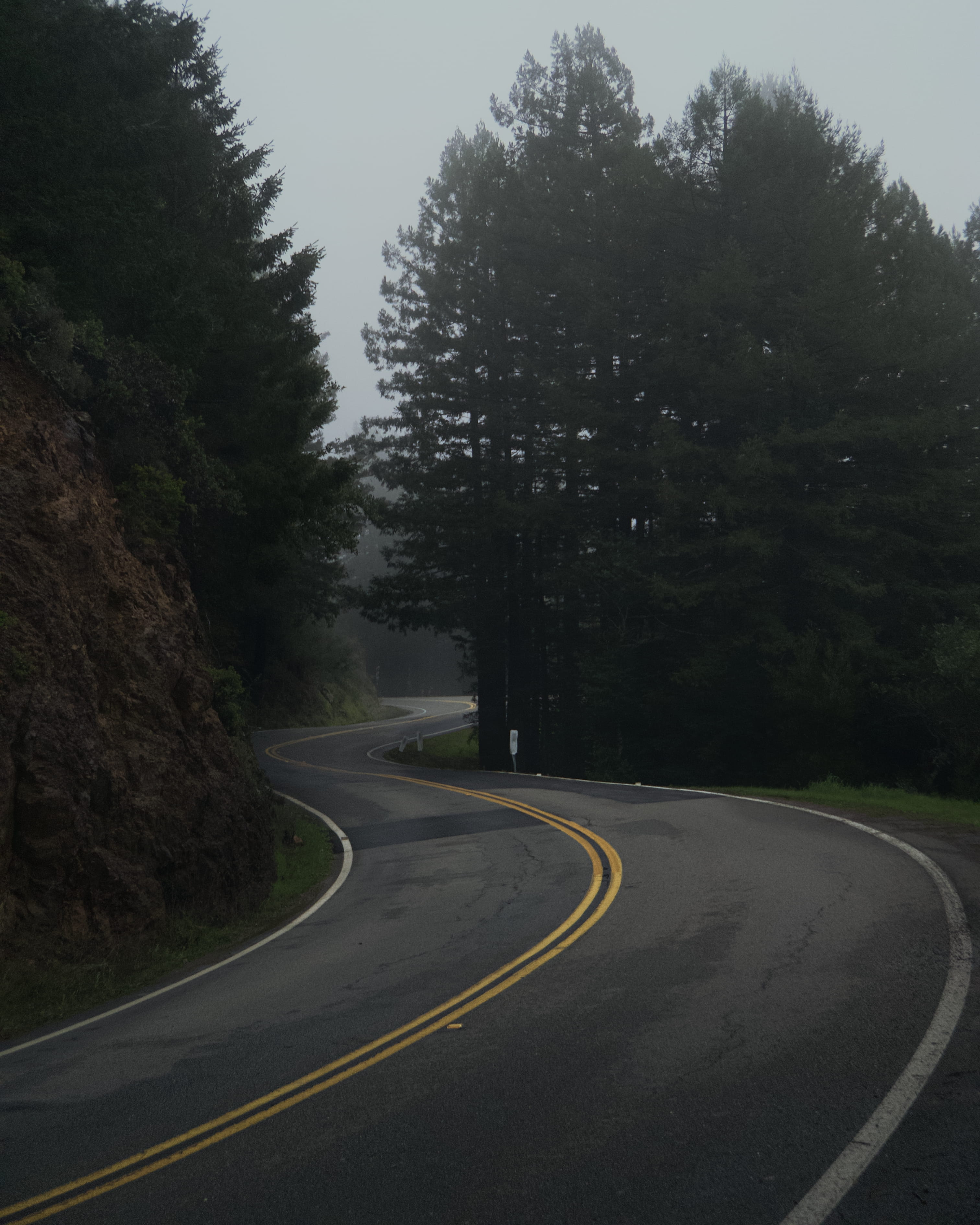abies, empty, plant, outdoors, muir woods, asphalt, 2K, winding road, clothing, moody, fir, way, sleeve, tree, trees, sky, dividing line, symbol, roadtrip, Phone HD Wallpaper