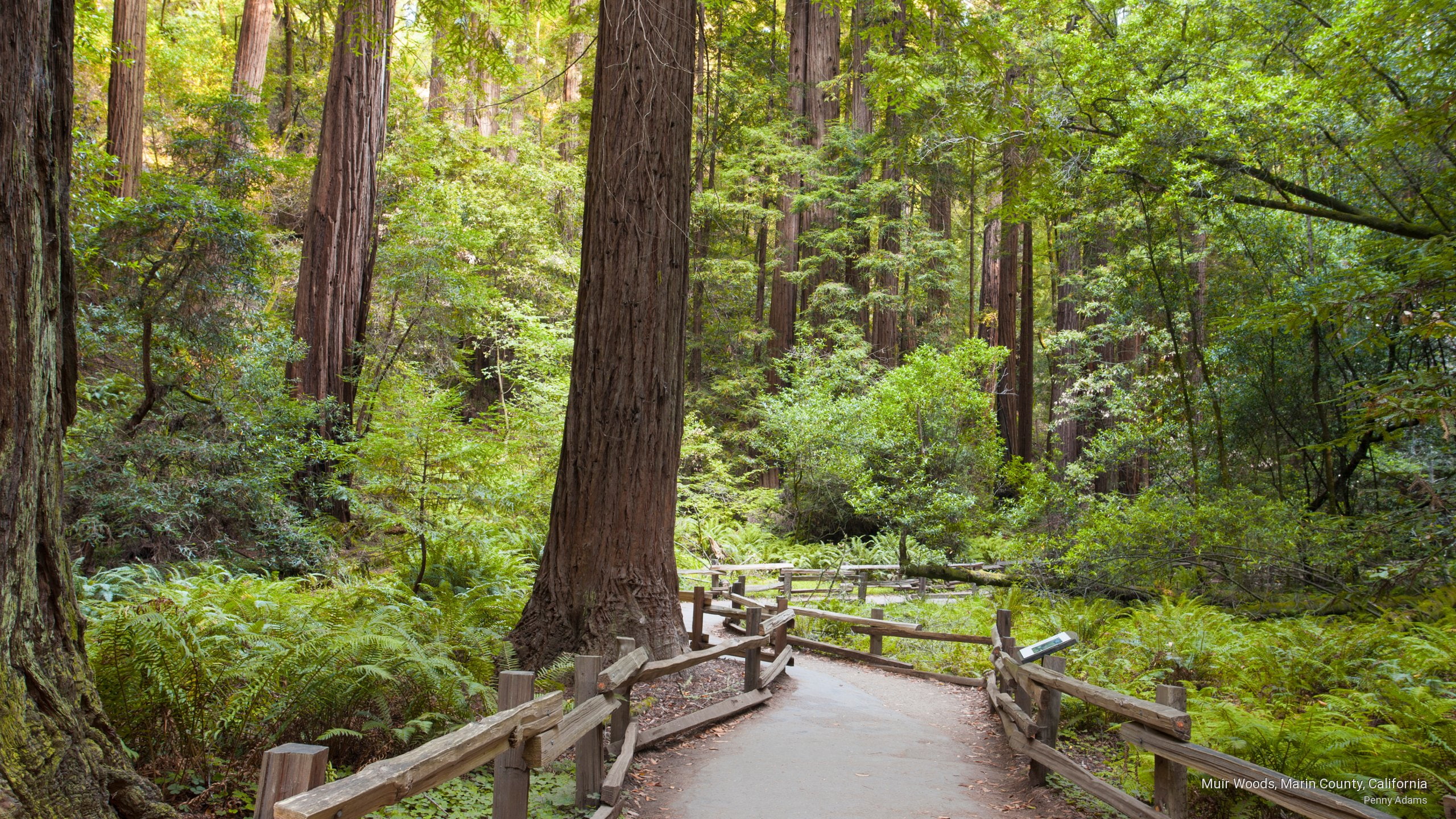 county, marin, 2K, Nature, woods, muir, california, HD Wallpaper