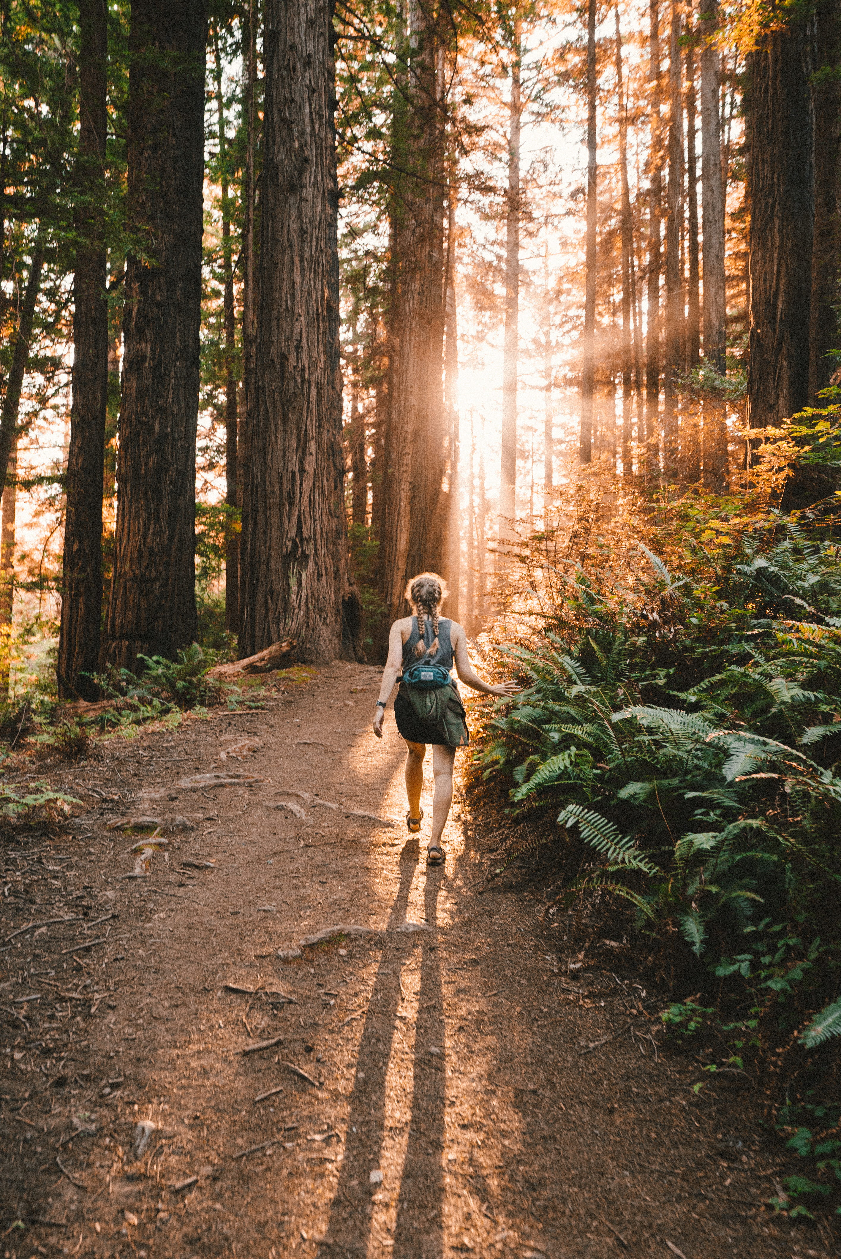 green Color, ray, adventure, muir wood, hike, fern, travel, path, woman, women, relaxation, woodland, motion, hiker, young Adult, males, exercising, 4K, Phone HD Wallpaper