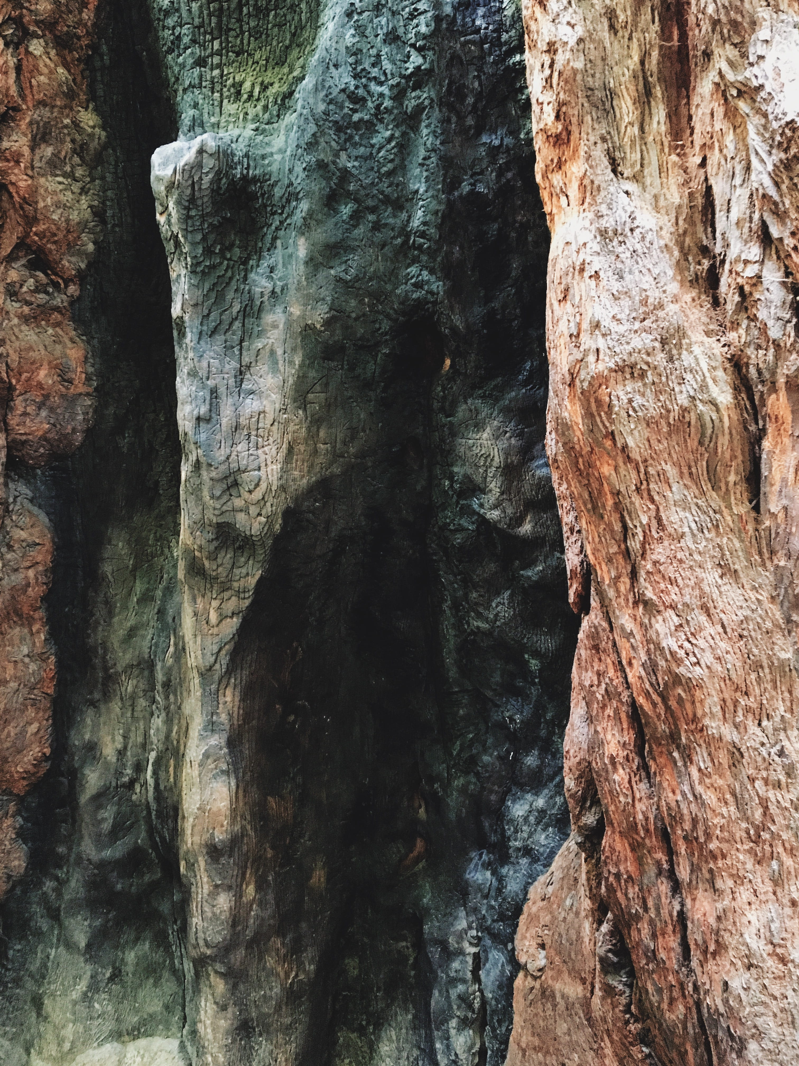 nature, natural pattern, united states, woods, trees, rock - object, low angle view, tranquility, forest, pattern, beauty in nature, rock formation, solid, Phone HD Wallpaper