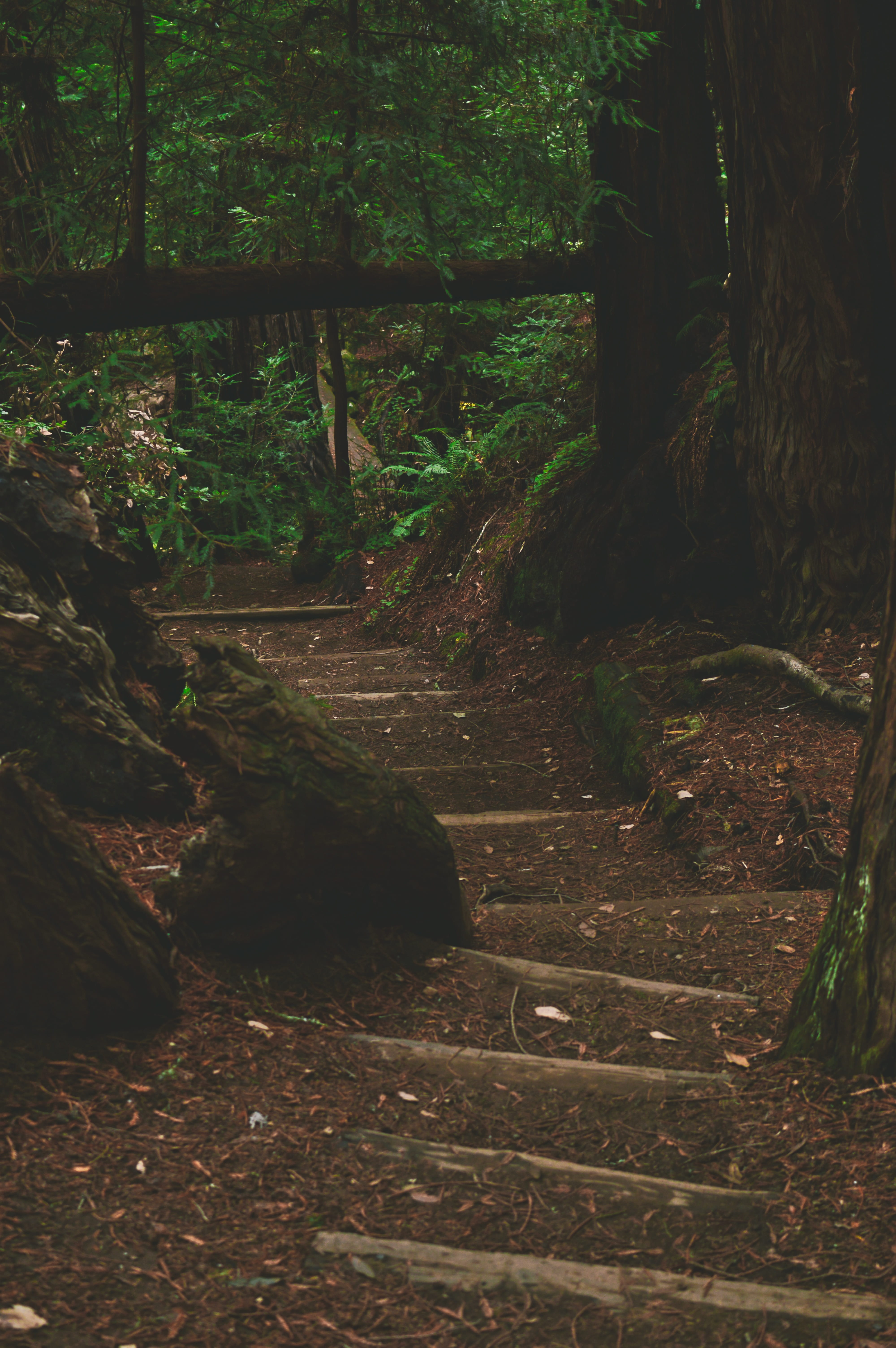 tranquility, steps and staircases, direction, no people, tree, land, united states, staircase, architecture, redwood, hiking, footpath, growth, muir woods national monument, Phone HD Wallpaper