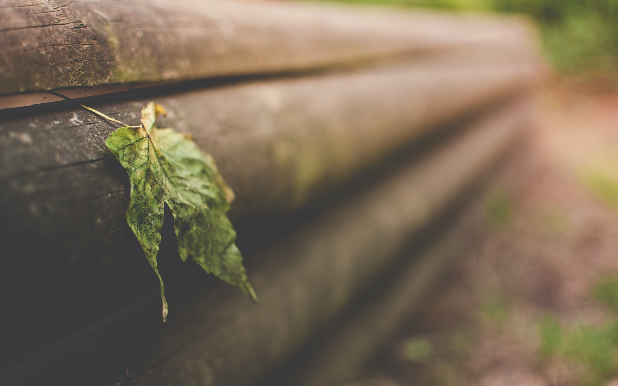growth, old, 2K, animals in the wild, leaf, branch, insect, season, beauty in nature, outdoors, green Color, plant, woodland, day, animal, one animal, HD Wallpaper