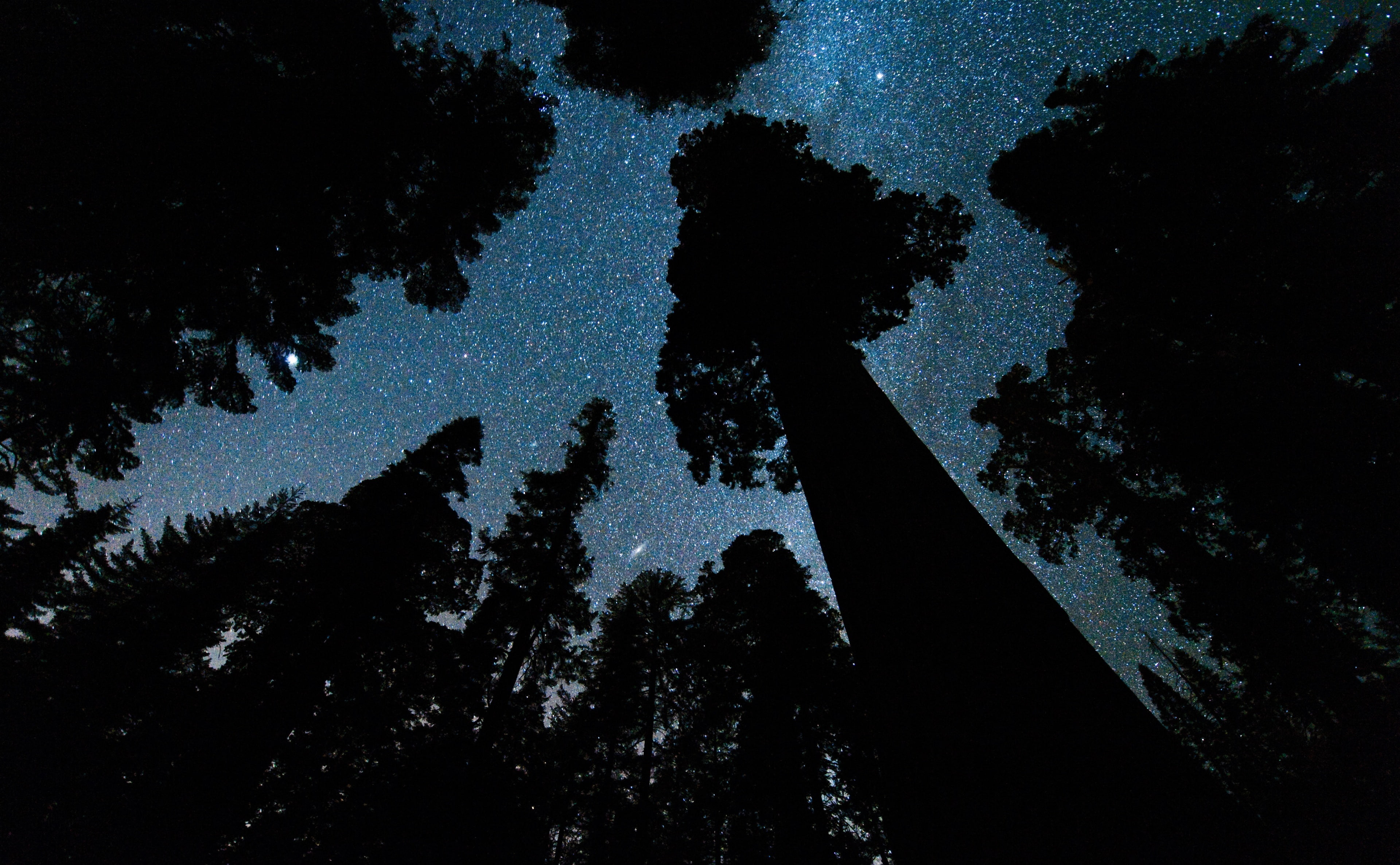 Andromeda, Galaxy, 4K, famous tree, Tree, tranquil scene, Kings, Grove, giant sequoia, coniferous tree, grant, Photography, Stars, scenics - nature, Forests, HD Wallpaper