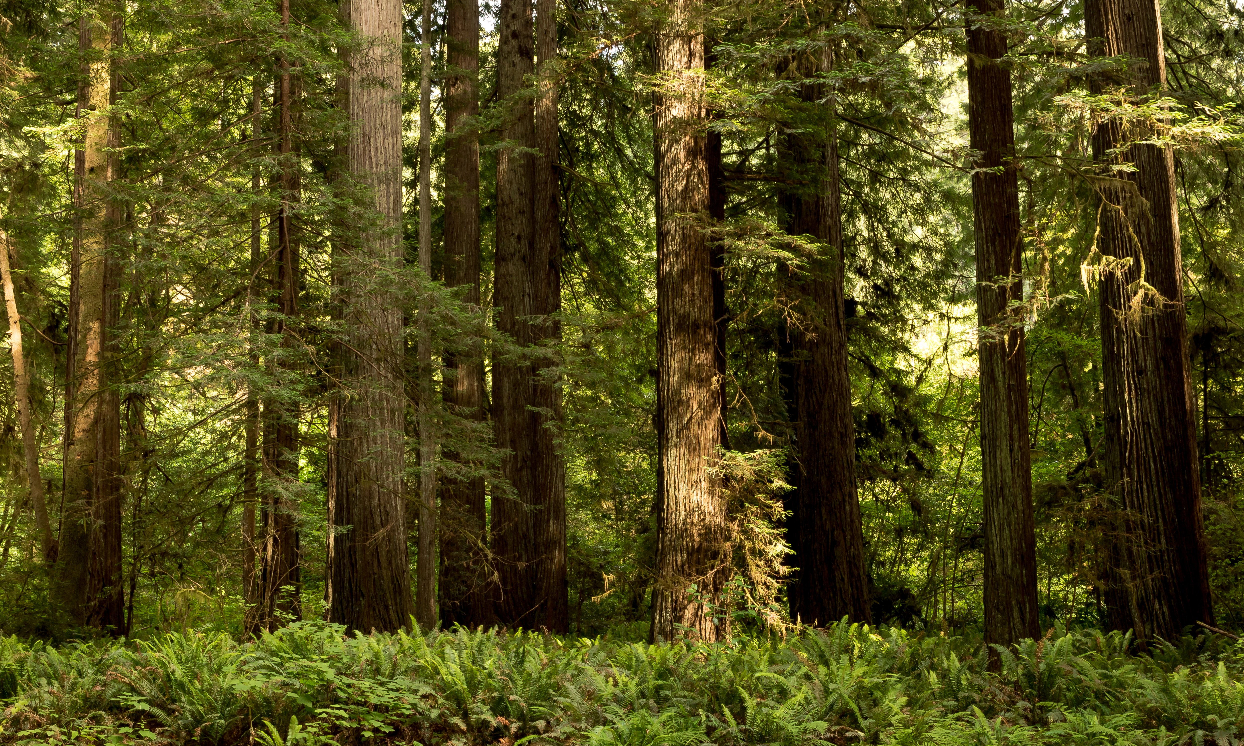4K, forests, nature, usa, parks, national, tree, california, redwood, trunk, state, HD Wallpaper