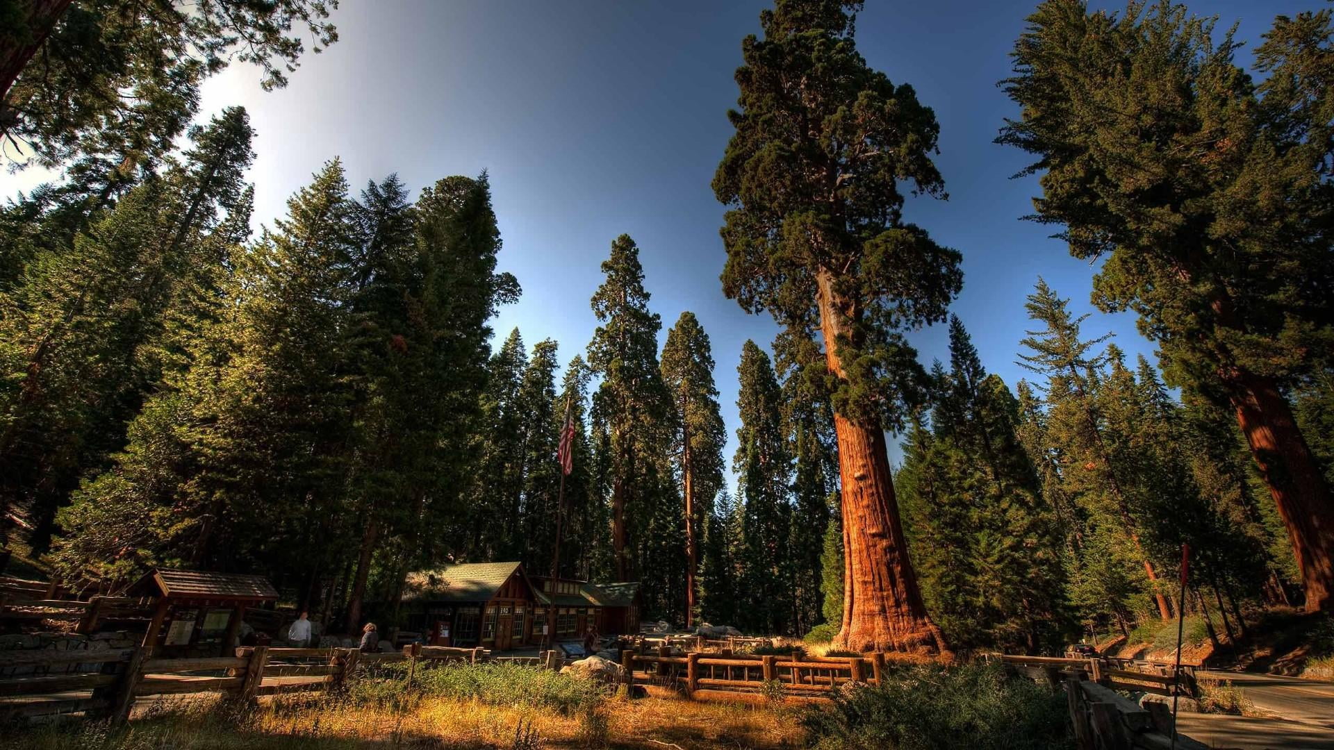 beauty in nature, growth, tranquil scene, field, sunny, sierra nevada, 1080P, tree trunk, scenics - nature, sequoia national park, sky, day, landscape, HD Wallpaper