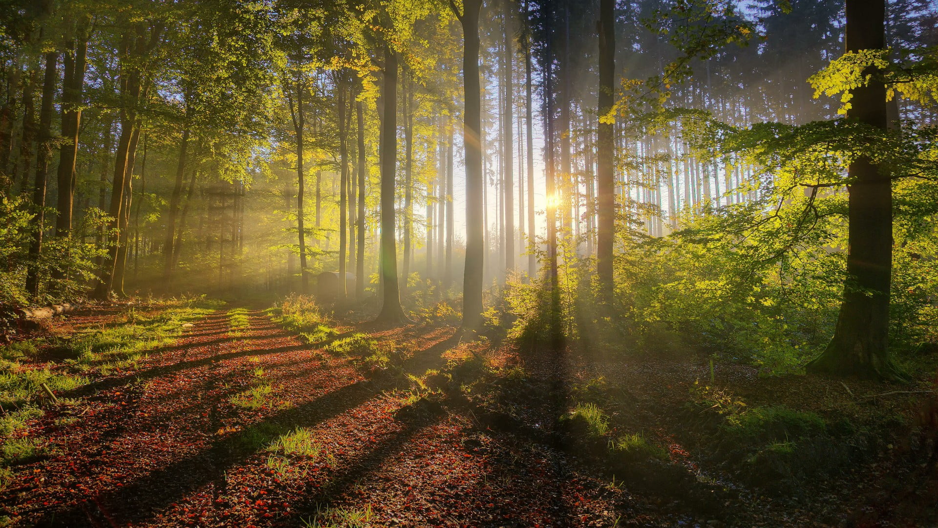 woods, change, streaming, sun ray, plant, lens flare, tree, nature, tranquil scene, outdoors, idyllic, non-urban scene, day, forest path, sunlight, light, HD Wallpaper