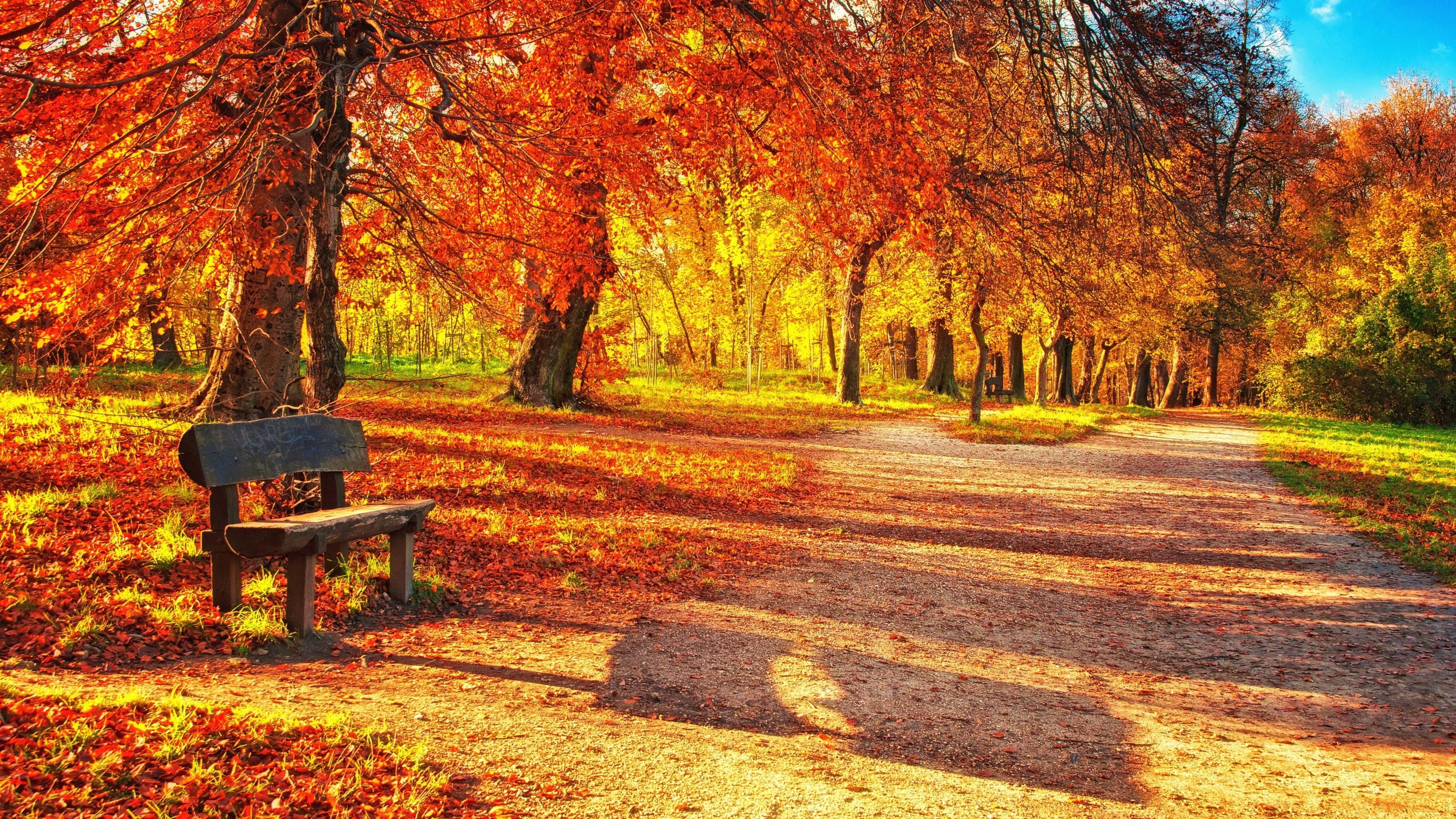 plant, field, day, orange color, tranquil scene, growth, park, land, sunlight, leaf, tree, beauty in nature, scenics - nature, seat, outdoors, 4K, autumn, HD Wallpaper