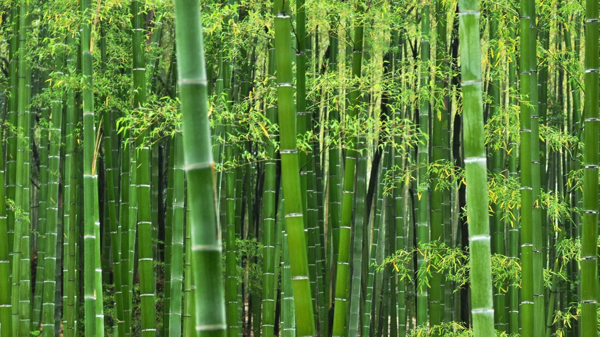 land, lush foliage, tree, green color, day, backgrounds, full frame, bamboo, forest backgrounds for desktop hd backgrounds, abundance, plant, 1080P, outdoors, HD Wallpaper