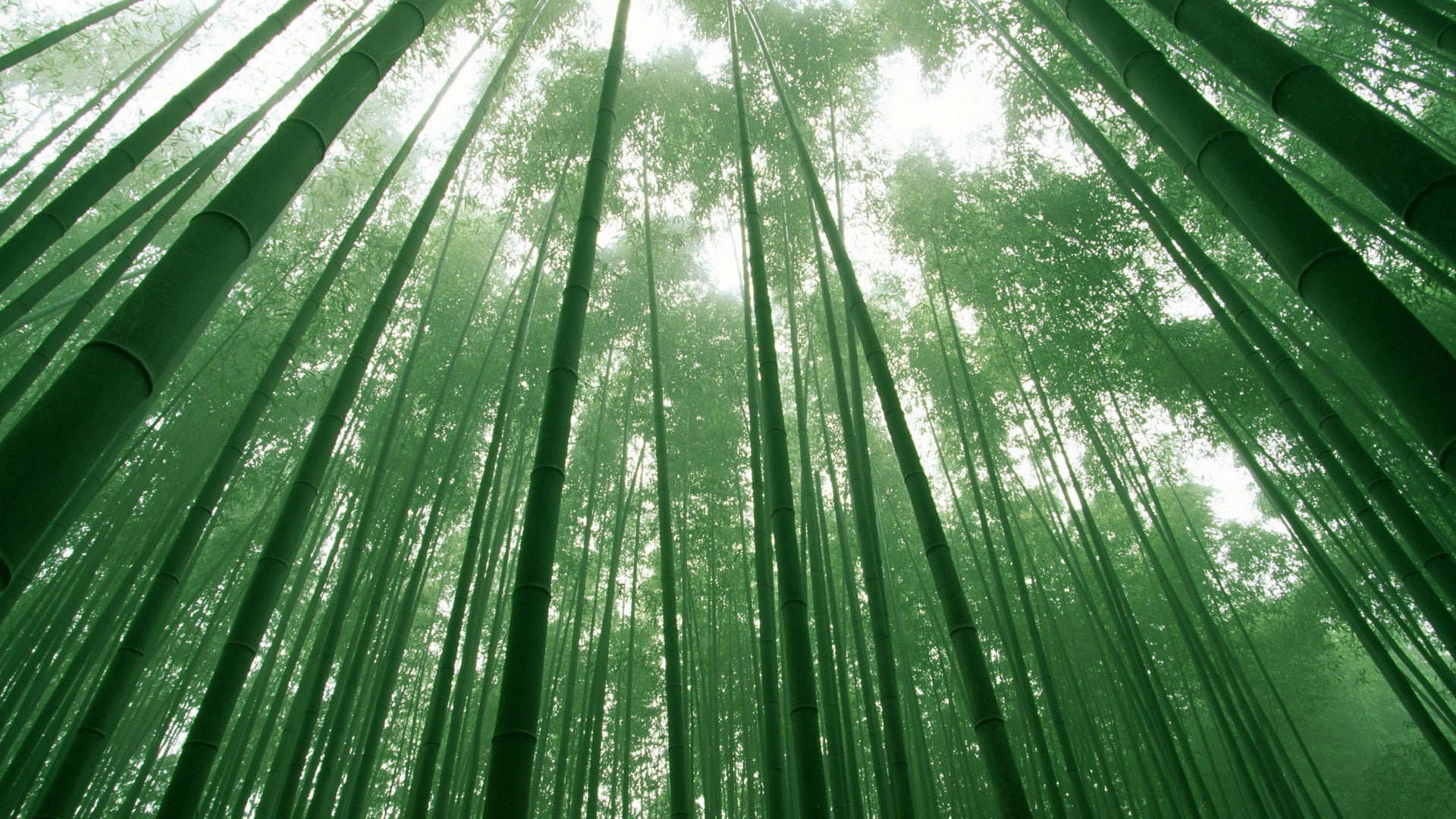 backgrounds, 1080P, leaf, bamboo, day, green color, outdoors, close-up, palm leaf, tranquility, forest, no people, beauty in nature, nature, bamboo grove, HD Wallpaper