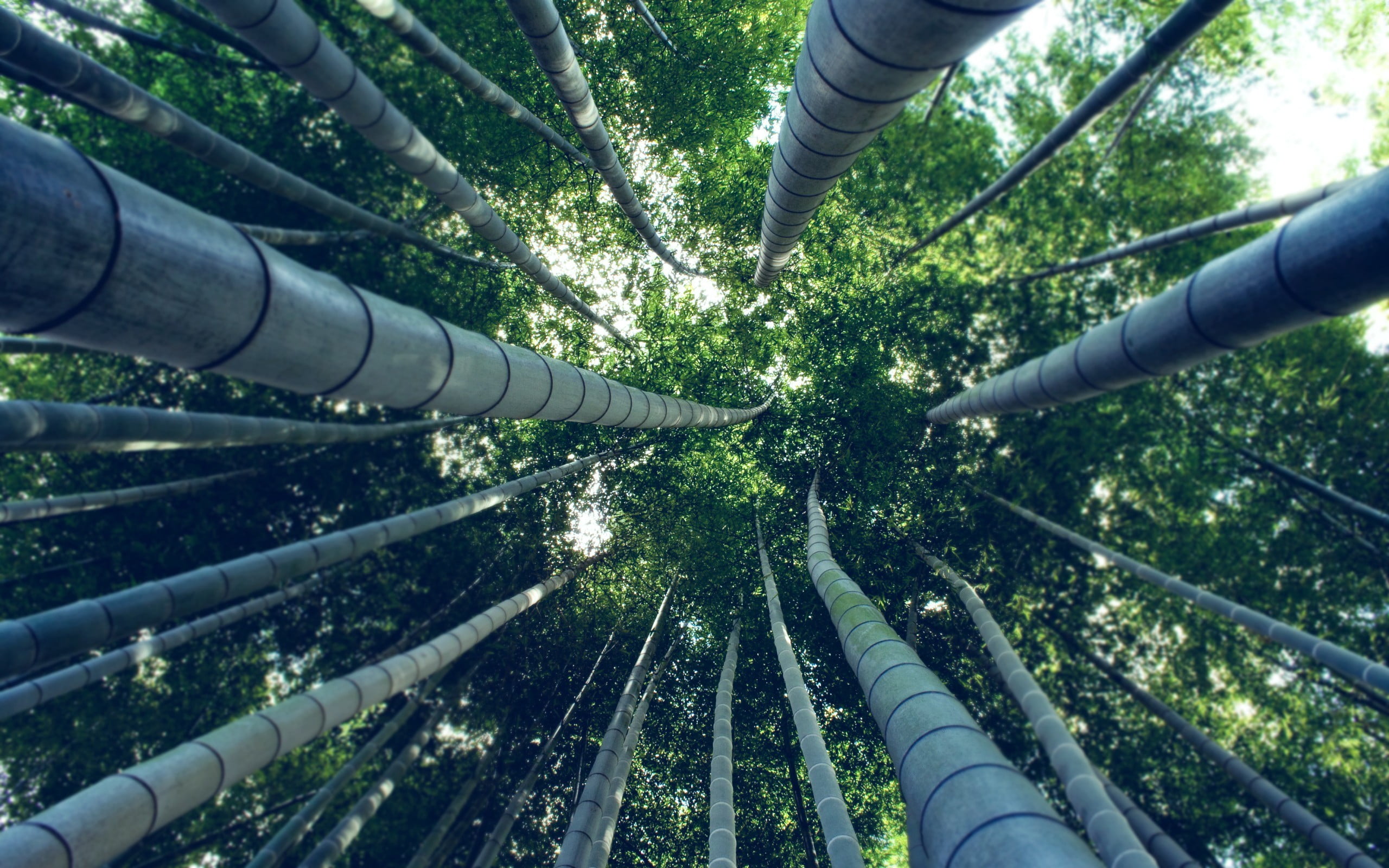trees, bamboo, growth, plant, leafed, built structure, tree, green color, no people, tall - high, worms eye view, day, forest, low angle view, green, bamboo - plant, HD Wallpaper