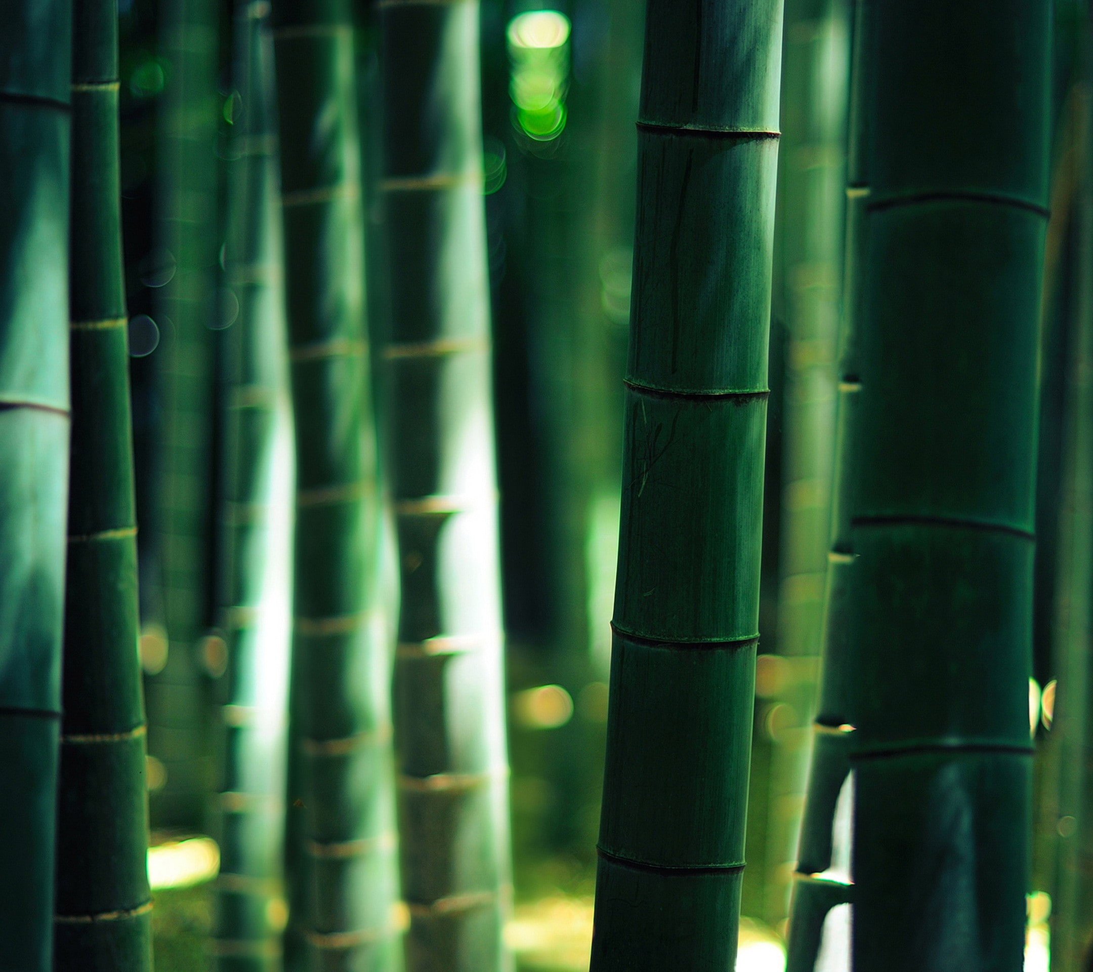 close-up, no people, 1080P, nature, plant, tranquility, sunlight, day, bamboo - plant, tree trunk, green color, tree, depth of field, focus on foreground, HD Wallpaper