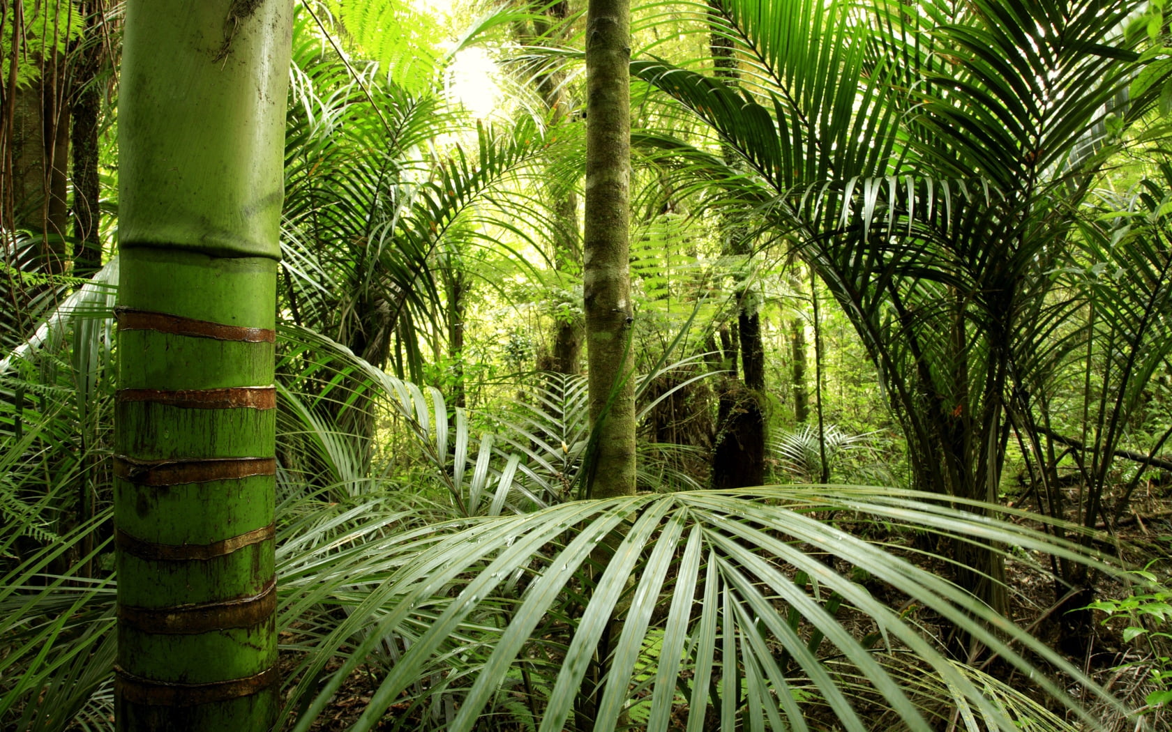 720P, woodland, jungle, bamboo - Plant, green, land, forest, tranquility, scenics, branch, outdoors, fern, leaf, tree trunk, greens, rainforest, environment, HD Wallpaper