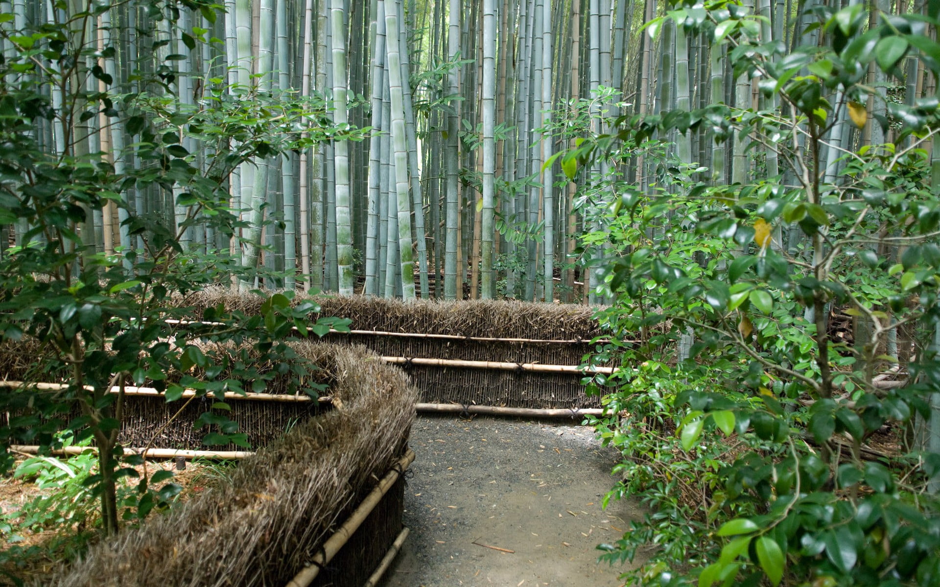 gray, brown, plant part, bamboo, bamboo - plant, leaf, non-urban scene, green color, growth, direction, plant, the way forward, no people, tree, day, tranquility, HD Wallpaper