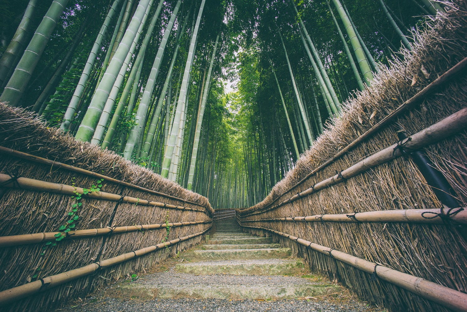 tranquility, plant, land, diminishing perspective, bamboo, growth, green, the way forward, direction, long, tree, day, green color, beauty in nature, China, HD Wallpaper