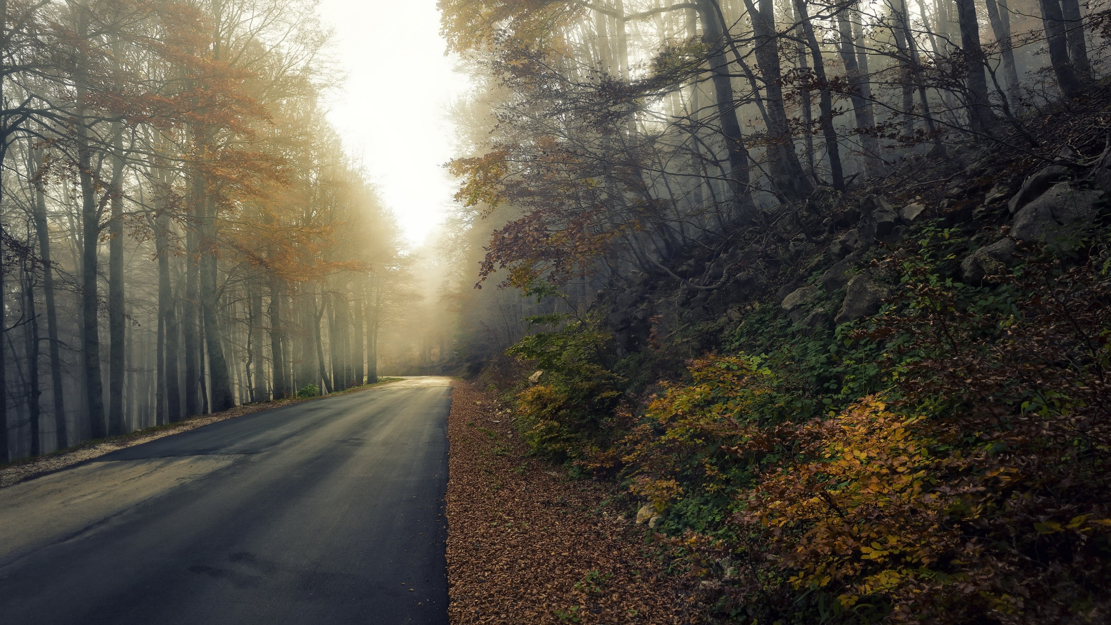 tree, woodland, light, 4K, path, autumn, nature, ecosystem, forest, wilderness, sunlight, mist, road, HD Wallpaper