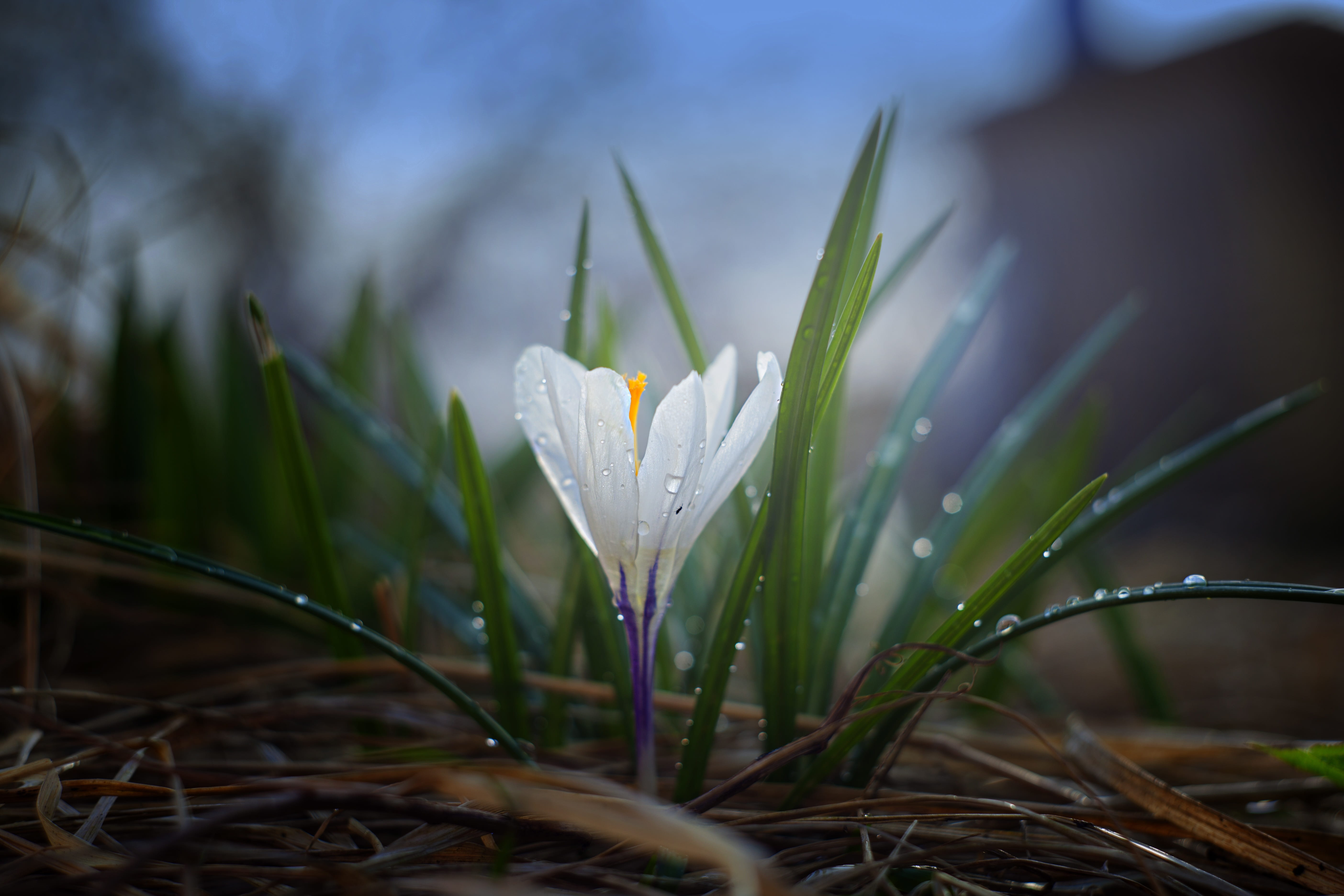 close-up, blade of grass, flora, dew, green, raindrop, seedlings, day, nature russia, crocus, nature, growth, plant, outdoors, color, russia, green leaves, HD Wallpaper