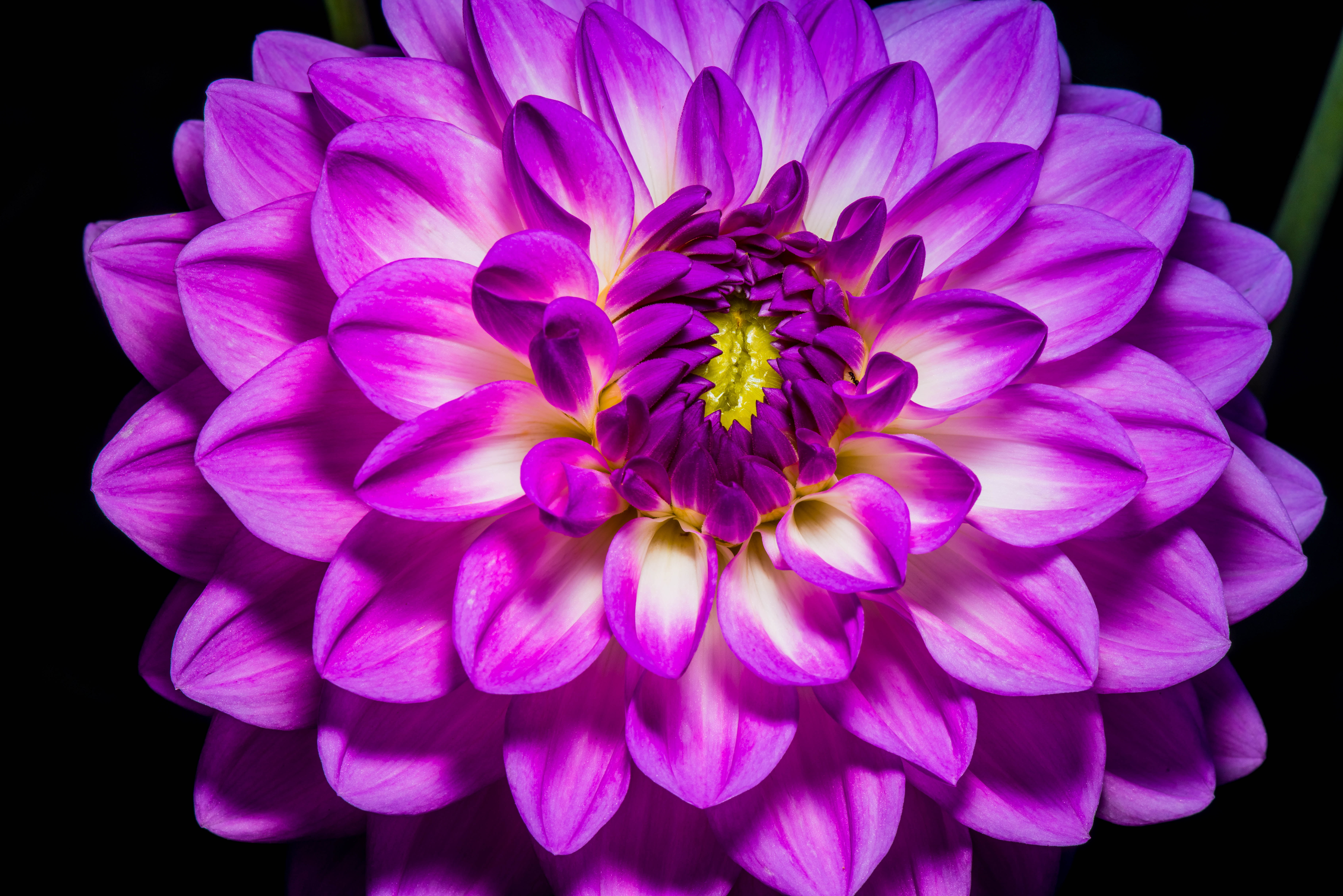 purple, photography, 5K, flower, colors, summer, blooms, backyard, purple flower, natures, flowers, textures, fireworks, HD Wallpaper