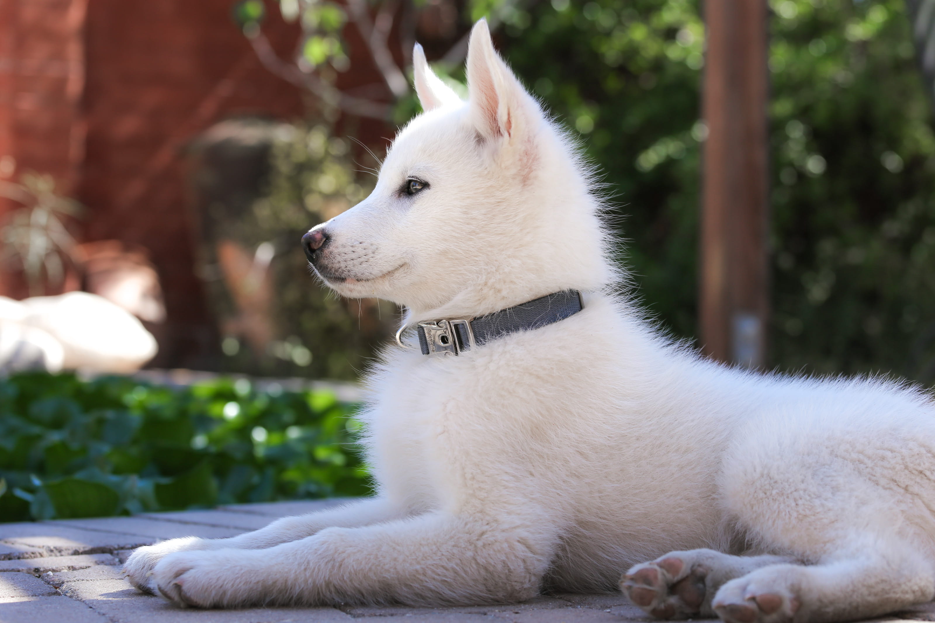 purebred dog, white color, close-up, animal head, one animal, young, looking, pomeranian, attentive, backyard, animal, relaxation, canine, domestic animals, HD Wallpaper