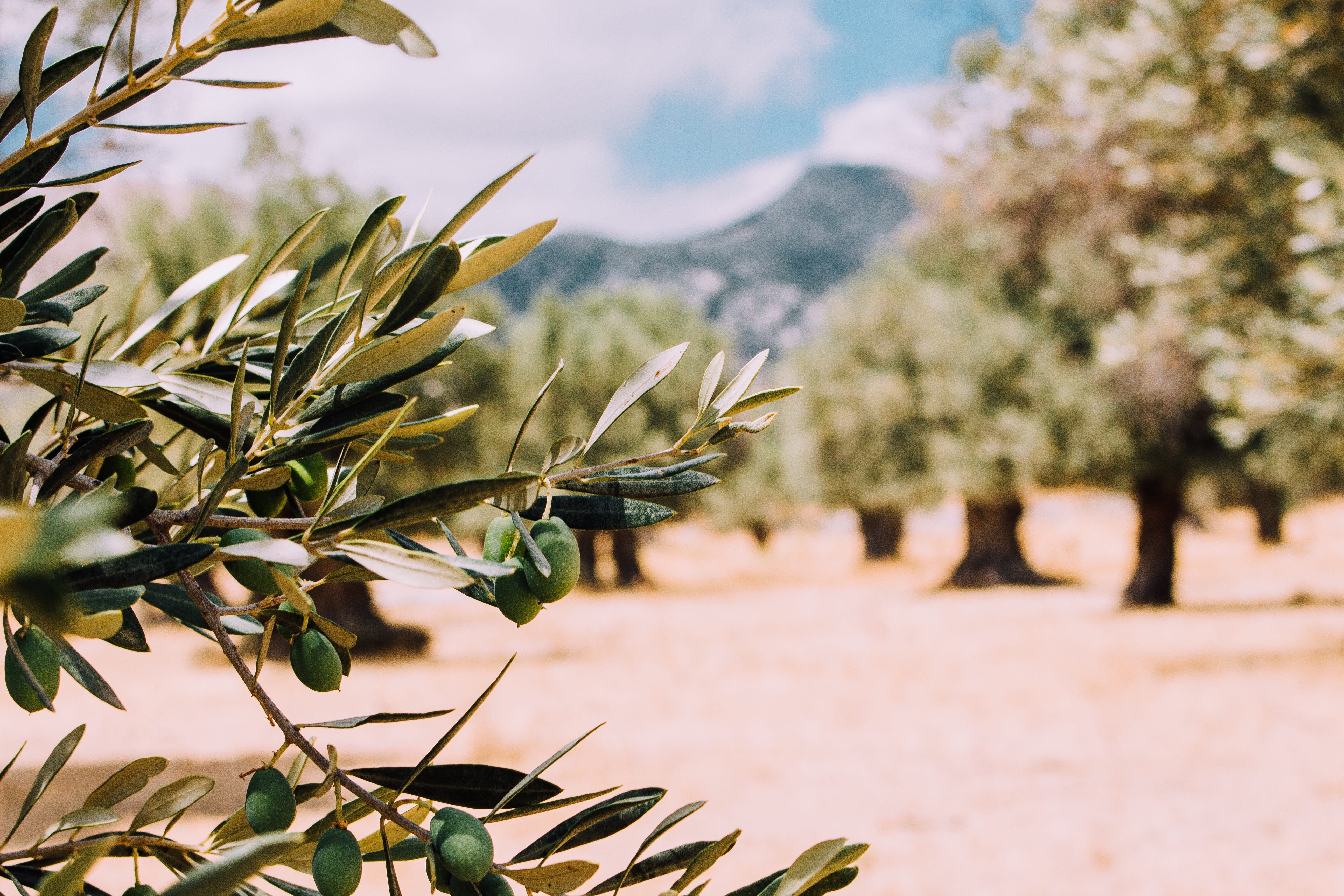 growth, 5K, olive tree, tranquility, mountain, no people, outdoors, leaves, field, day, green color, farm, nature, focus on foreground, close-up, fruit, HD Wallpaper