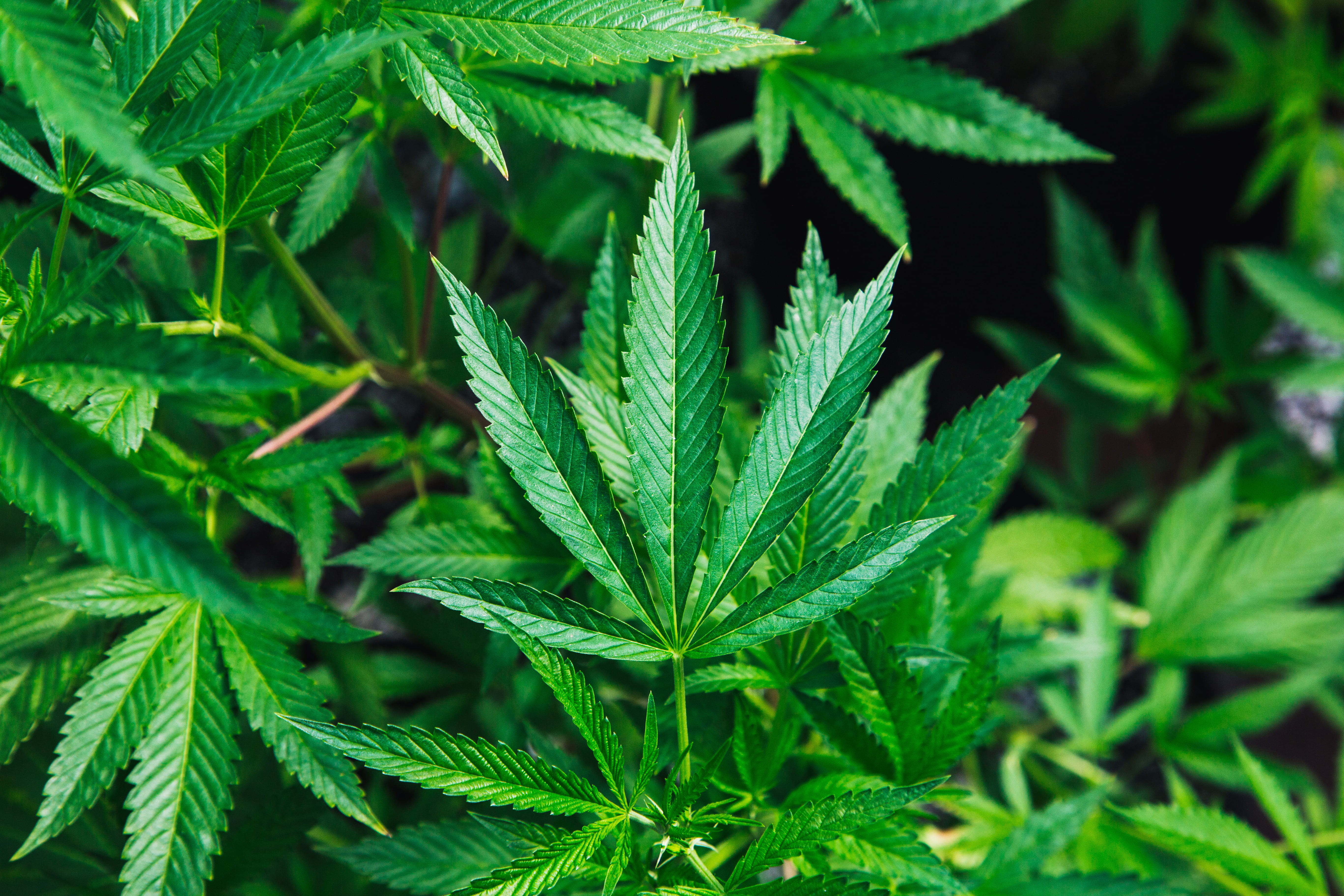 plant, weed, alternative medicine, nature, grower, photo, no people, healthcare and medicine, cannabis plant, food and drink, cannabi, plant part, marijuana, HD Wallpaper