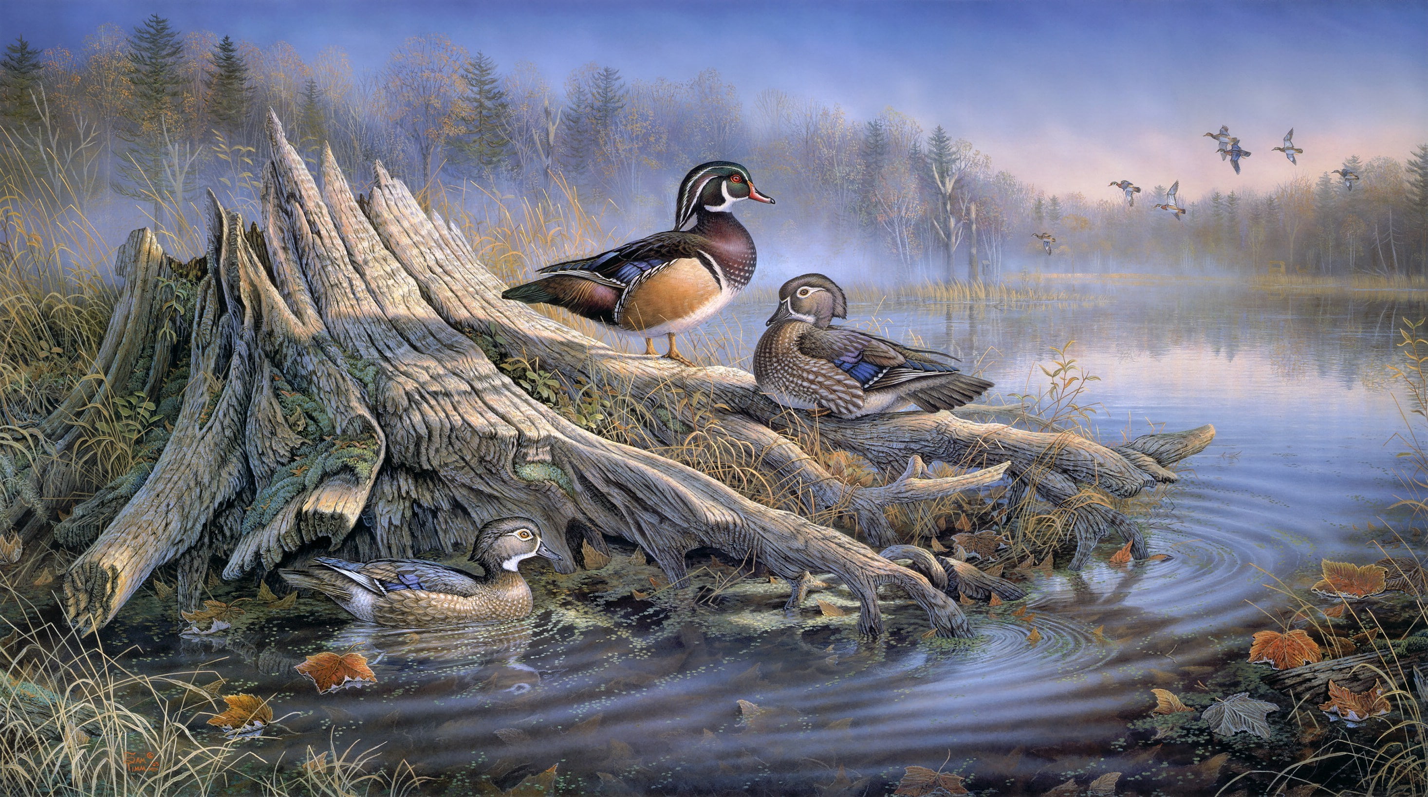 day, painting, lake, poultry, no people, group of animals, water bird, Sam, Stump, bird, wildlife, autumn, nature, forest, water, plant, duck, vertebrate, HD Wallpaper