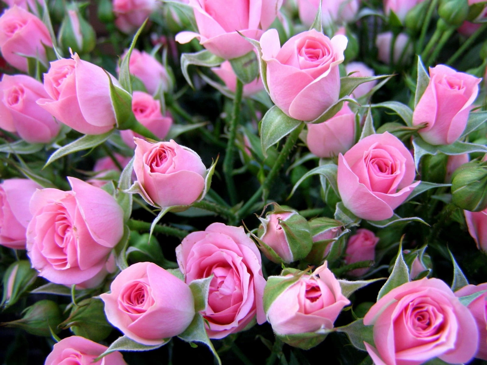 close-up, day, vulnerability, backgrounds, growth, celebration, pink, decoration, 720P, green Color, springtime, blossom, petal, flower Head, fragility, HD Wallpaper