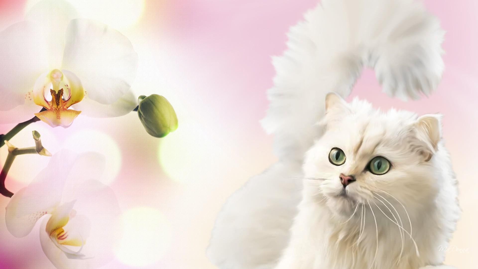 1080P, pink, exotic, 3d and abst, fluffy, orchid, delicate, kitty, firefox persona, kitten, white, summer, HD Wallpaper