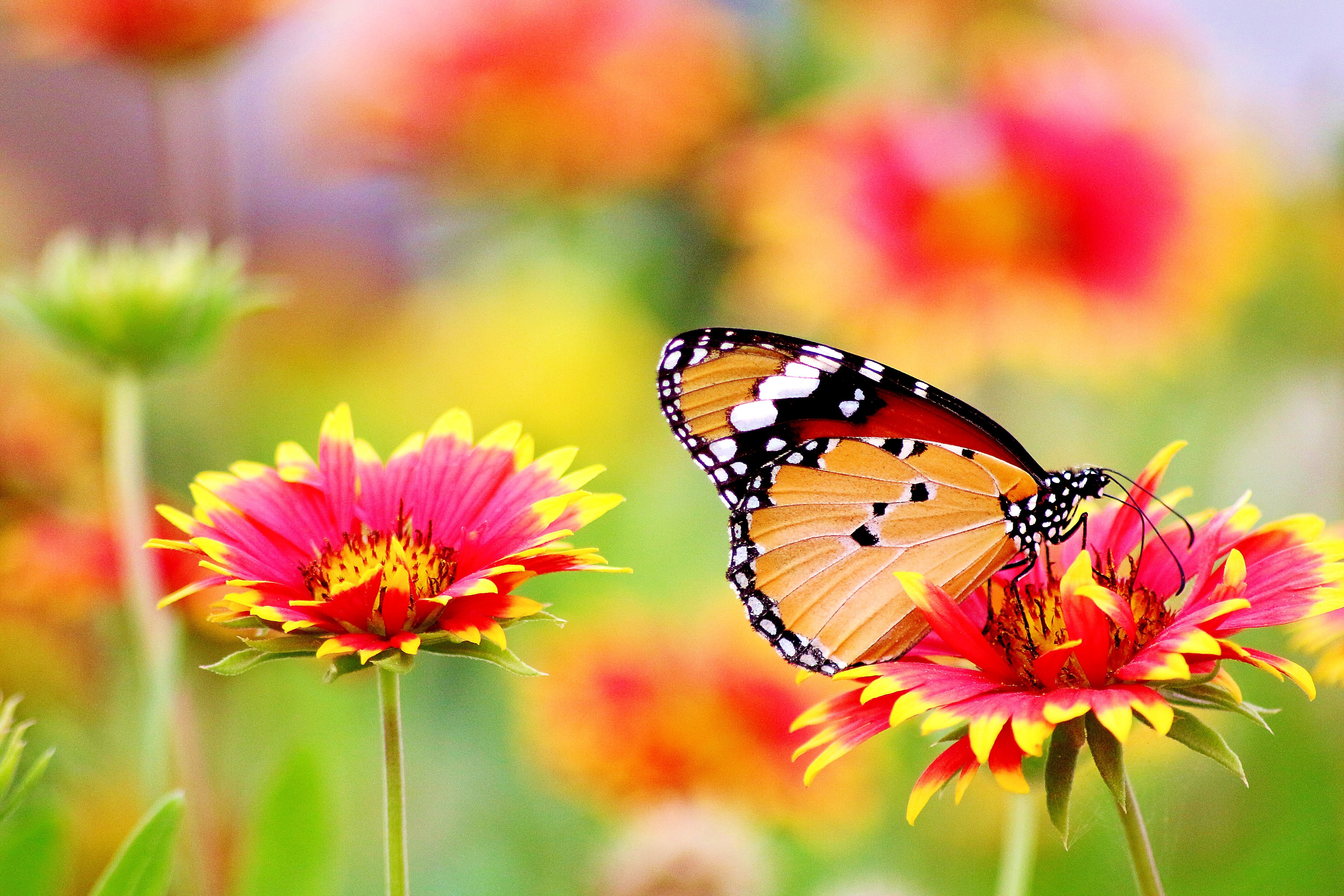 plant, no people, flower head, fragility, insect, bloom, blooming, flower, animal, freshness, delicate, butterfly - insect, butterfly, pollen, blossom, HD Wallpaper