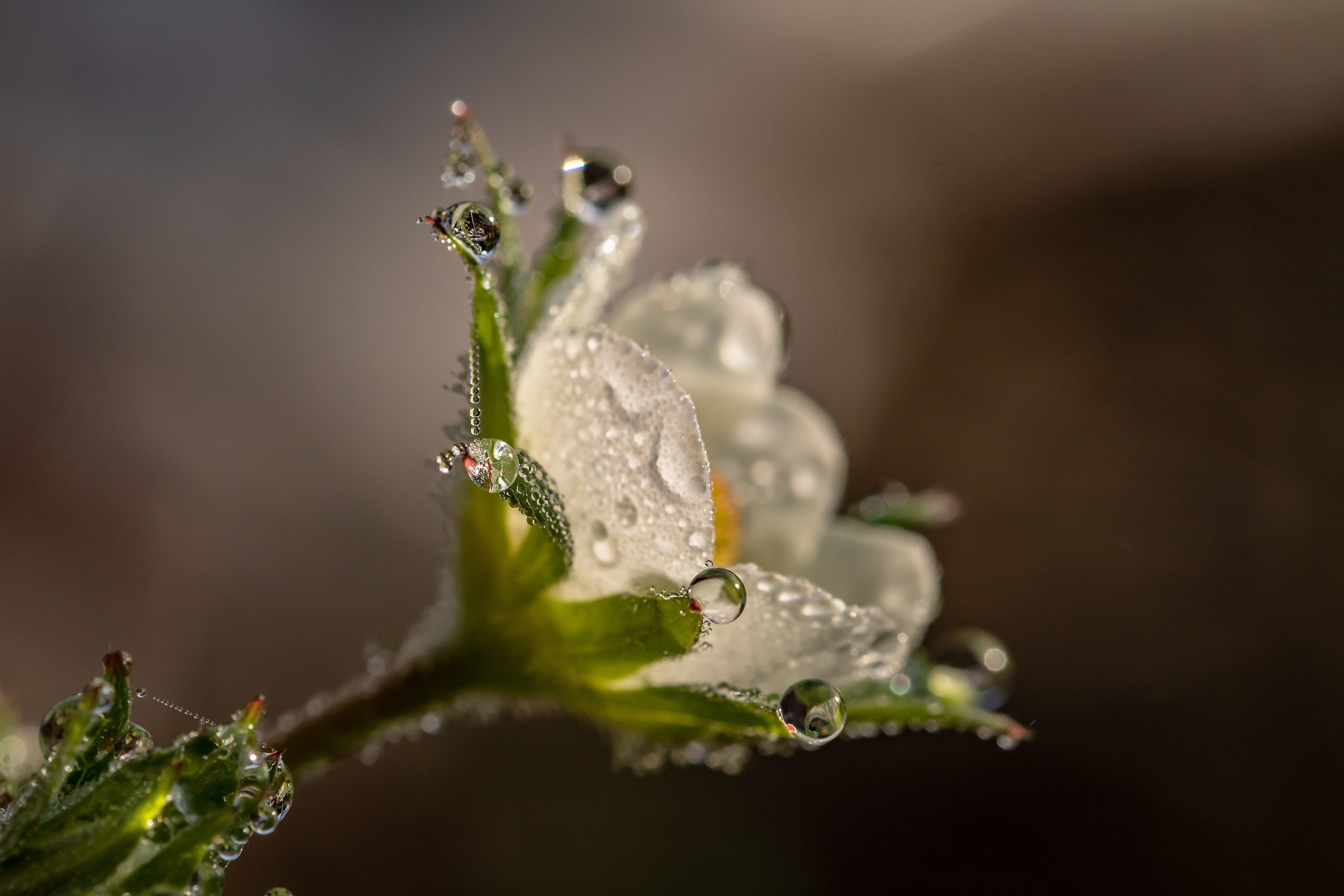 dew, plant, selective focus, reflection, close, outdoors, transparent, blossom, morgentau, water, animal, photography, drip, wet, raindrop, nature, gray, HD Wallpaper