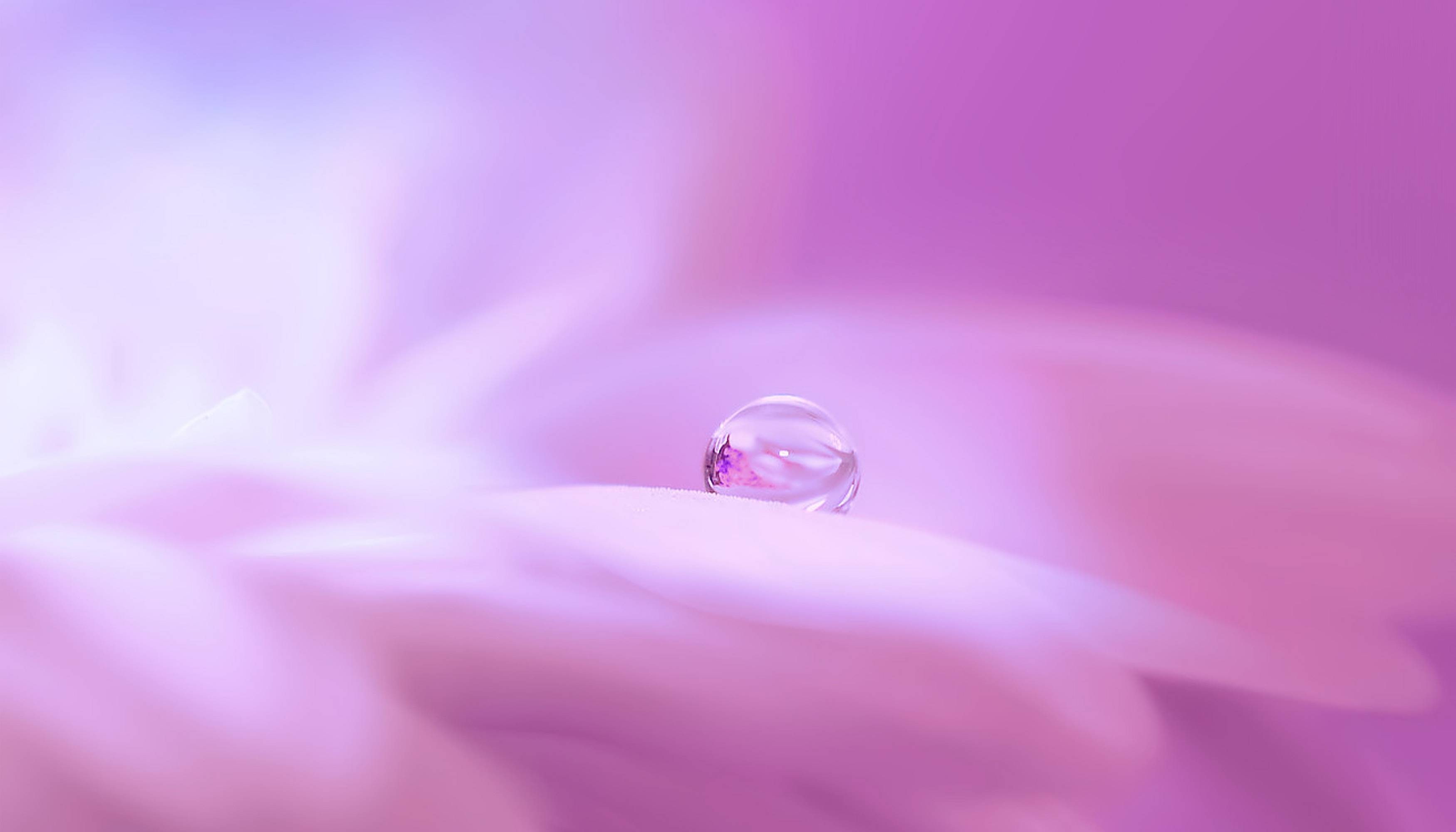 drop, bloom, water, 2K, drip, blossom, plant, flower, HD Wallpaper