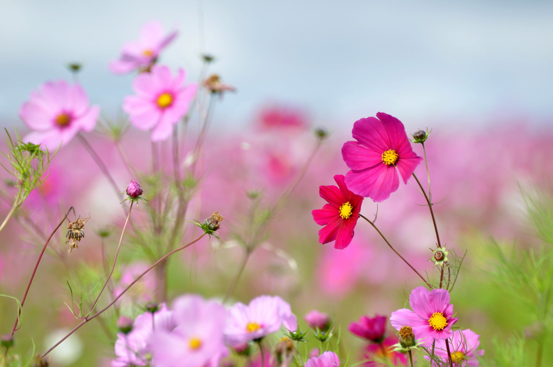 BEJ, summer, photography, Photographer, 720P, nature, pink Color, Flowers, pink, v10, cosmos Flower, daytime, focus, Blossoms, Pink Diamond, plant, flower, HD Wallpaper