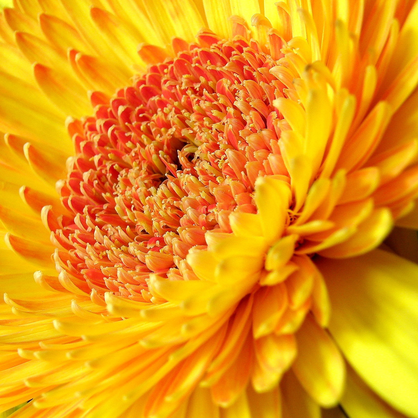 et, fleur, Watcher, close-up, petals, BEJ, backgrounds, nature, plant, sang, Flower, O.T.W, macro, daisy, jaune, 720P, yellow, Quality, summer, Pixels, Phone HD Wallpaper