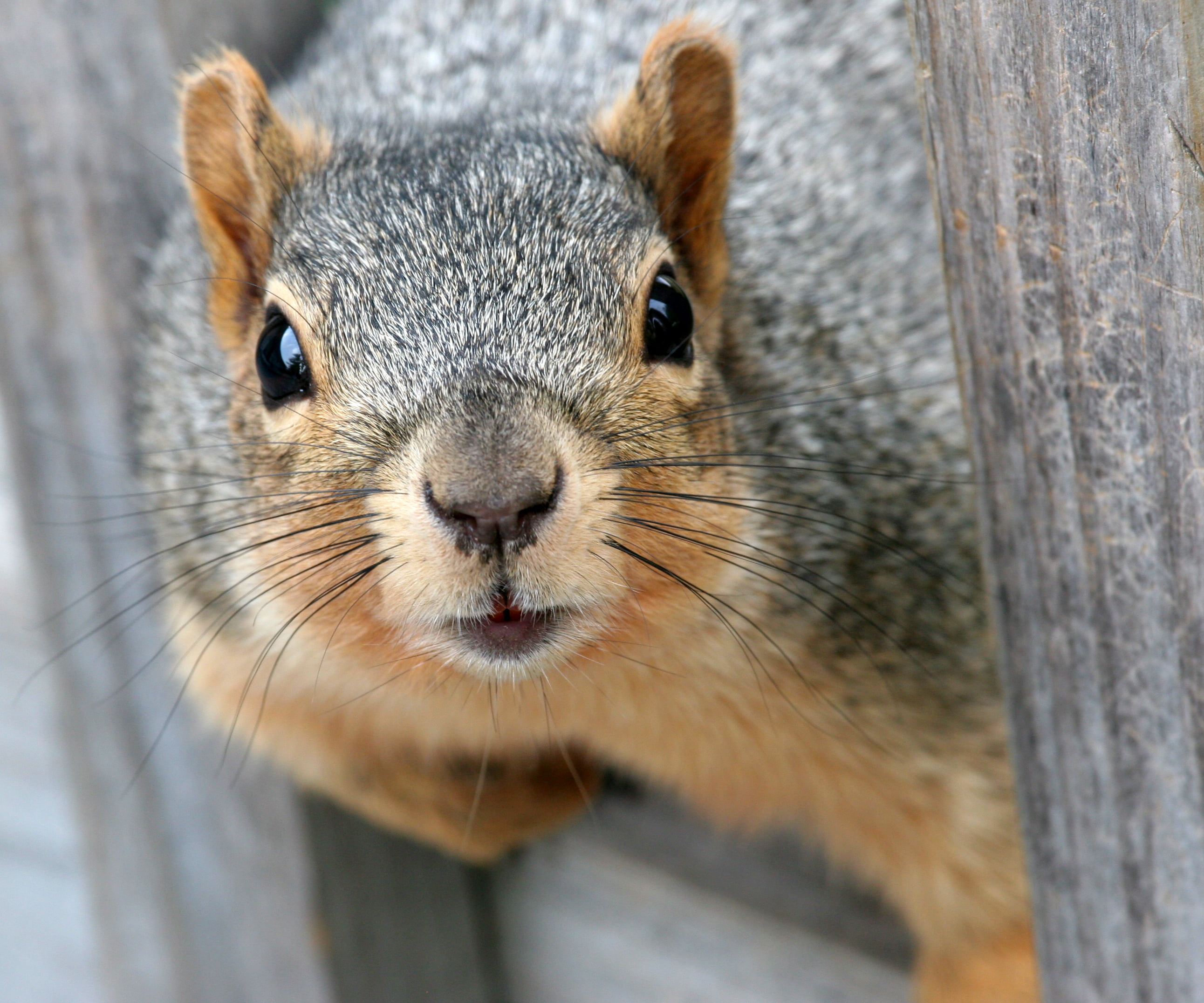 gray, nature, nose, 2K, animal, coated, anima, brown, outdoors, Eastern Fox Squirrel, explore, too close, rodent, close-up, wildlife, mammal, cute, squirrel, HD Wallpaper