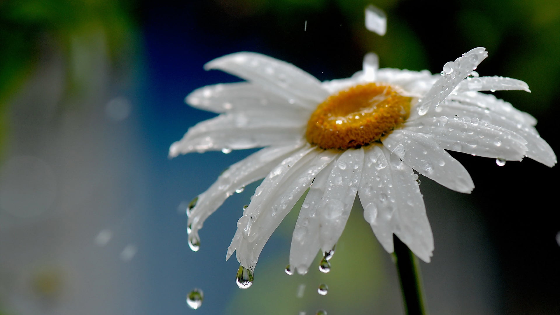 bright, dew, outdoors, flowers, drop, summer, raindrop, botany, flora, natural, inflorescence, fragility, leaf, bloom, beauty in nature, 1080P, flower head, HD Wallpaper