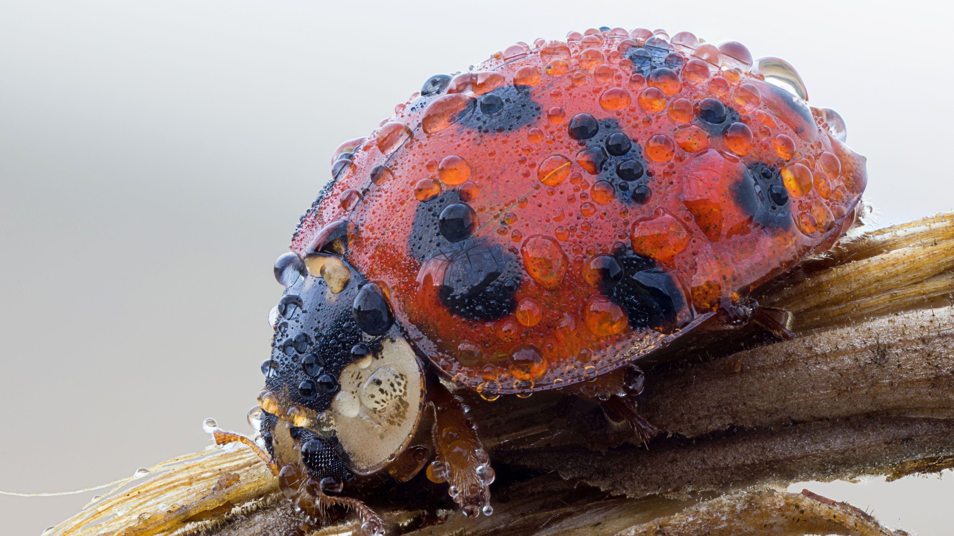 day, vertebrate, water, ladybird, animals in the wild, no people, animal wildlife, outdoors, animal themes, focus on foreground, waterdrops, insect, ladybug, HD Wallpaper
