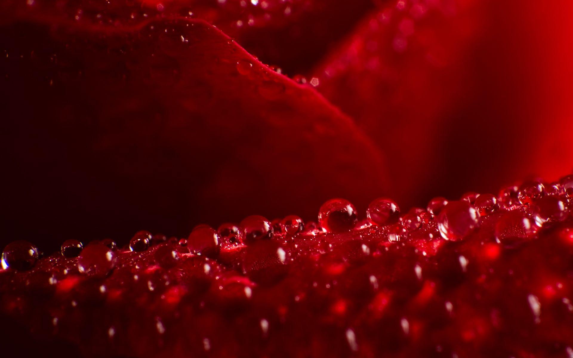 flowers, petals, water, rose, waterdrops, raindrops, nature, drops, 1080P, red rose, iii, droplets, dewdrops, HD Wallpaper