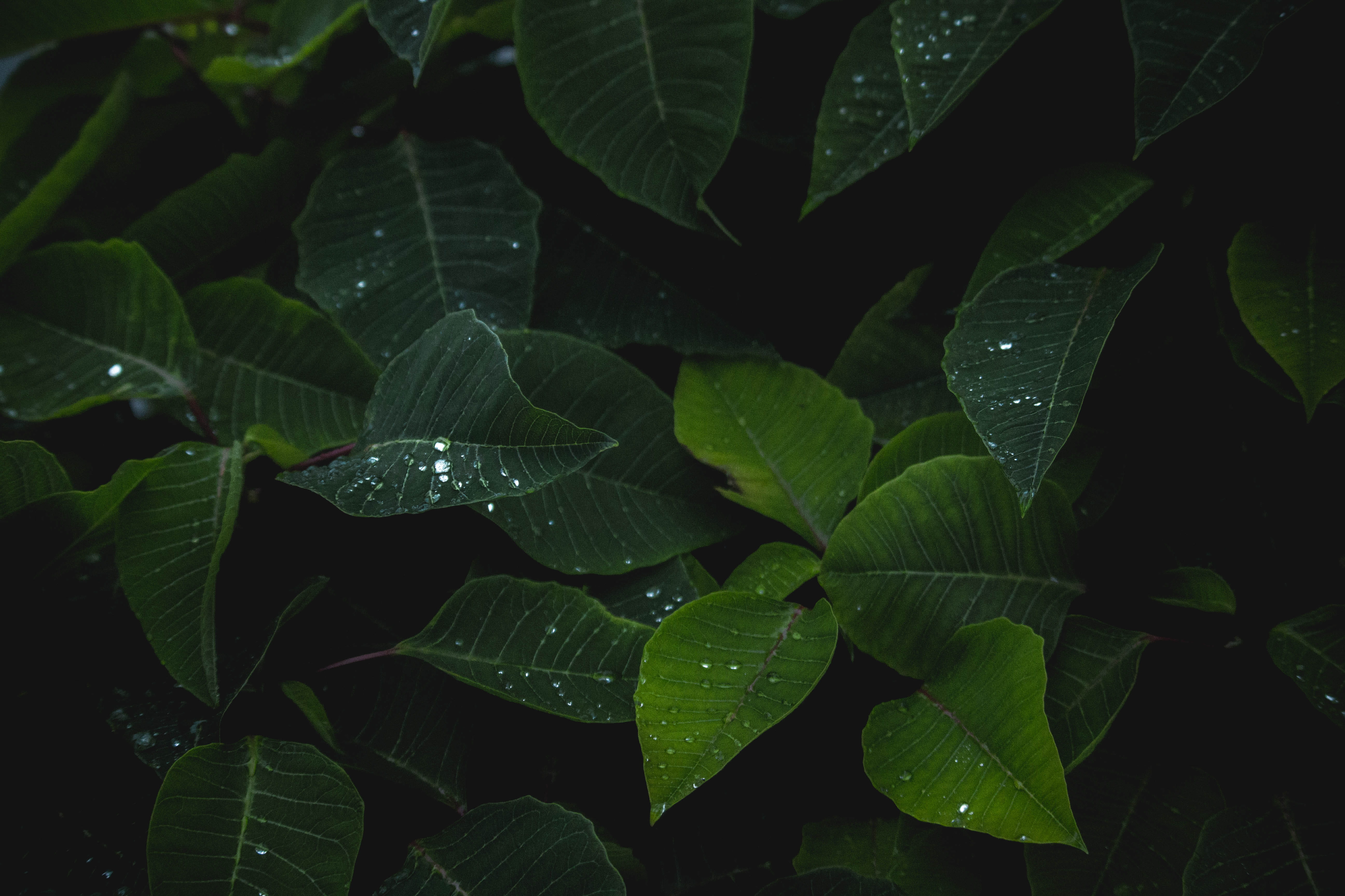 wateronleaf, leafs, dark green, drop, tranquility, green, leaf, no people, beauty in nature, close-up, dew, 5K, backgrounds, growth, freshness, green color, HD Wallpaper