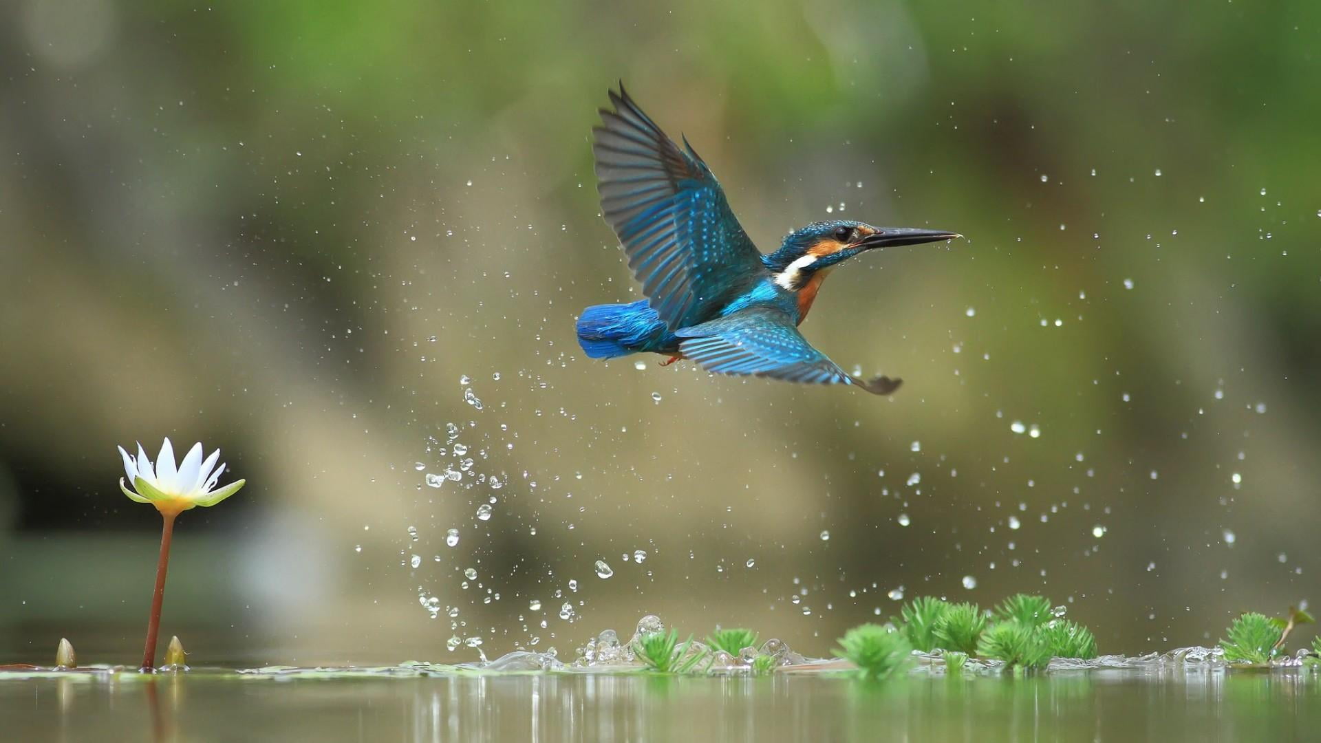 droplets, lotus flower, animals in the wild, wildlife, 1080P, animal themes, lotus, no people, wing, one animal, tropical rainforest, organism, outdoors, HD Wallpaper