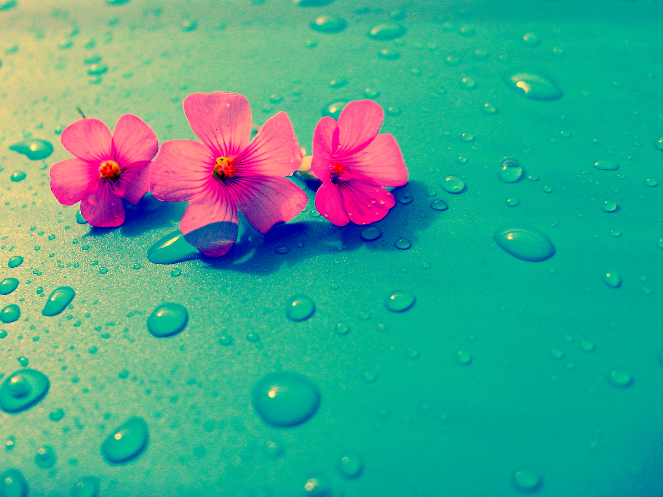 green, freshness, blue, summer, flowers, waterdrop, three, flower, backgrounds, surface, pink, nature, drop, 1080P, HD Wallpaper