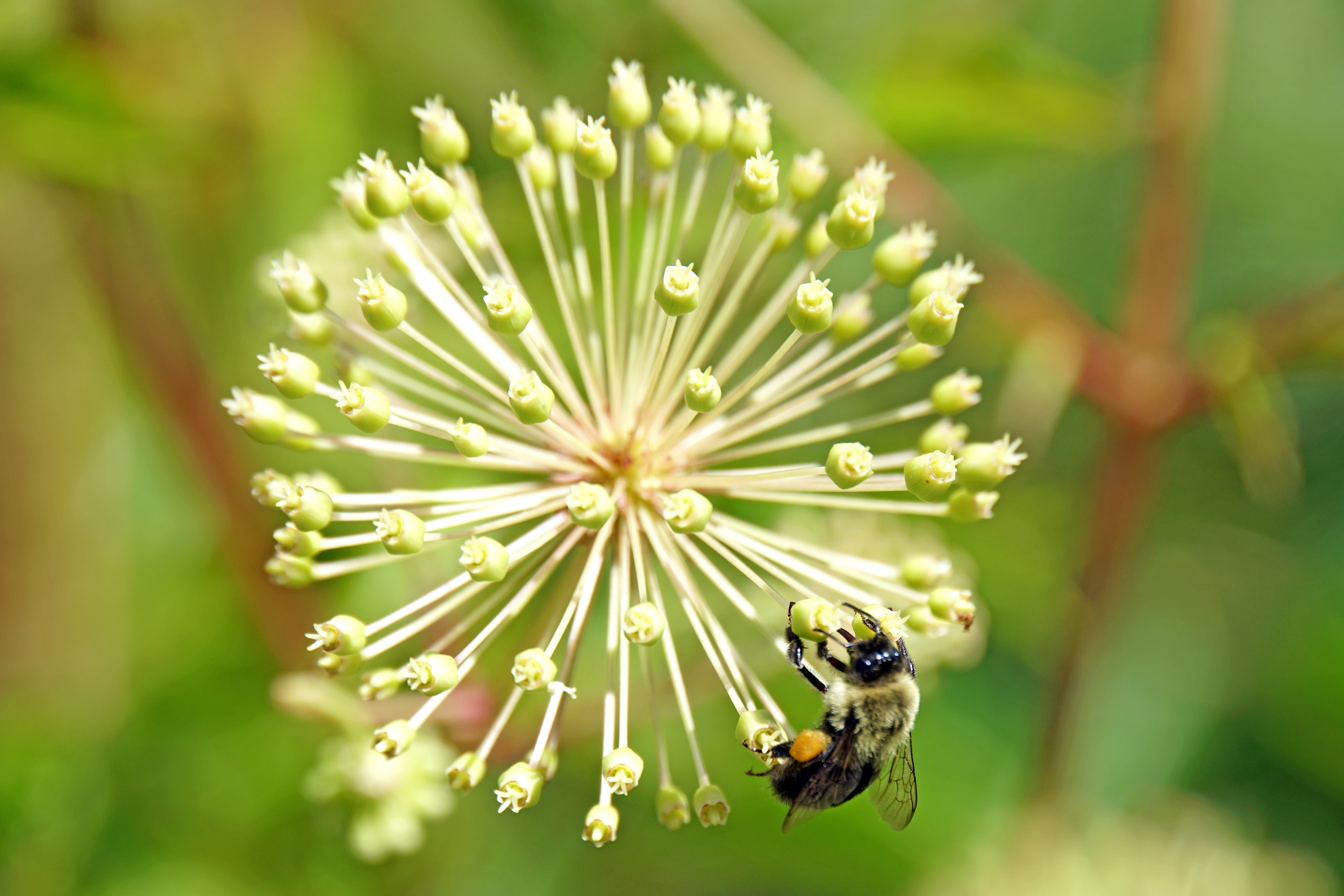 Natural  Park, 5K, Ovens, insect, Canada, picture, macro, juice, summer, ocean, close-up, I am Canadian, pollination, Nova Scotia, flower, nature, sipping, HD Wallpaper