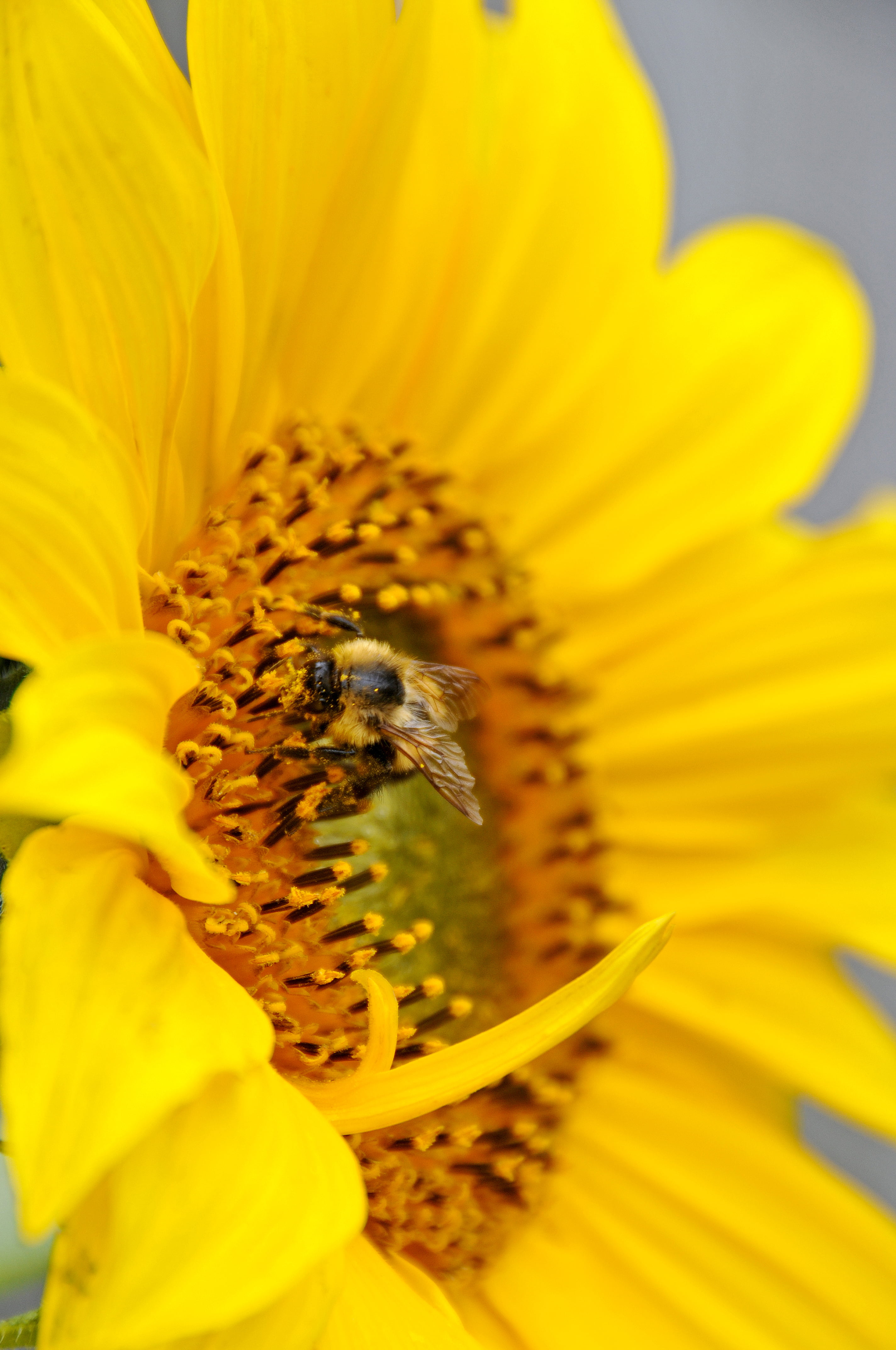 yellow, I am Canadian, pollen, macro, nature, D300, Nova Scotia, plant, flower, close-up, summer, Sunflower, Busy, bee, VR, Nikon, insect, DSC, focus, Canada, Phone HD Wallpaper